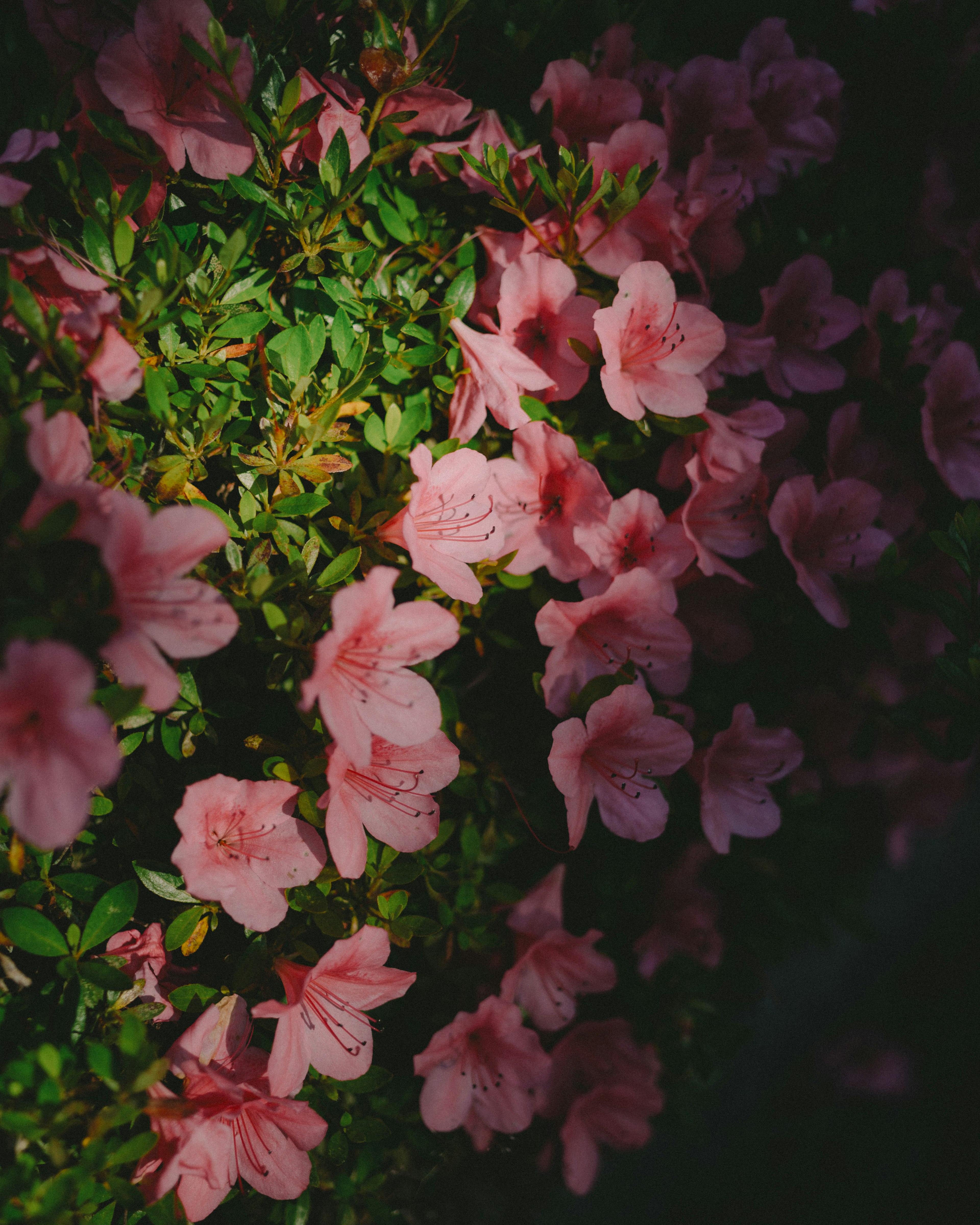 Close-up bunga pink muda yang mekar di dedaunan hijau