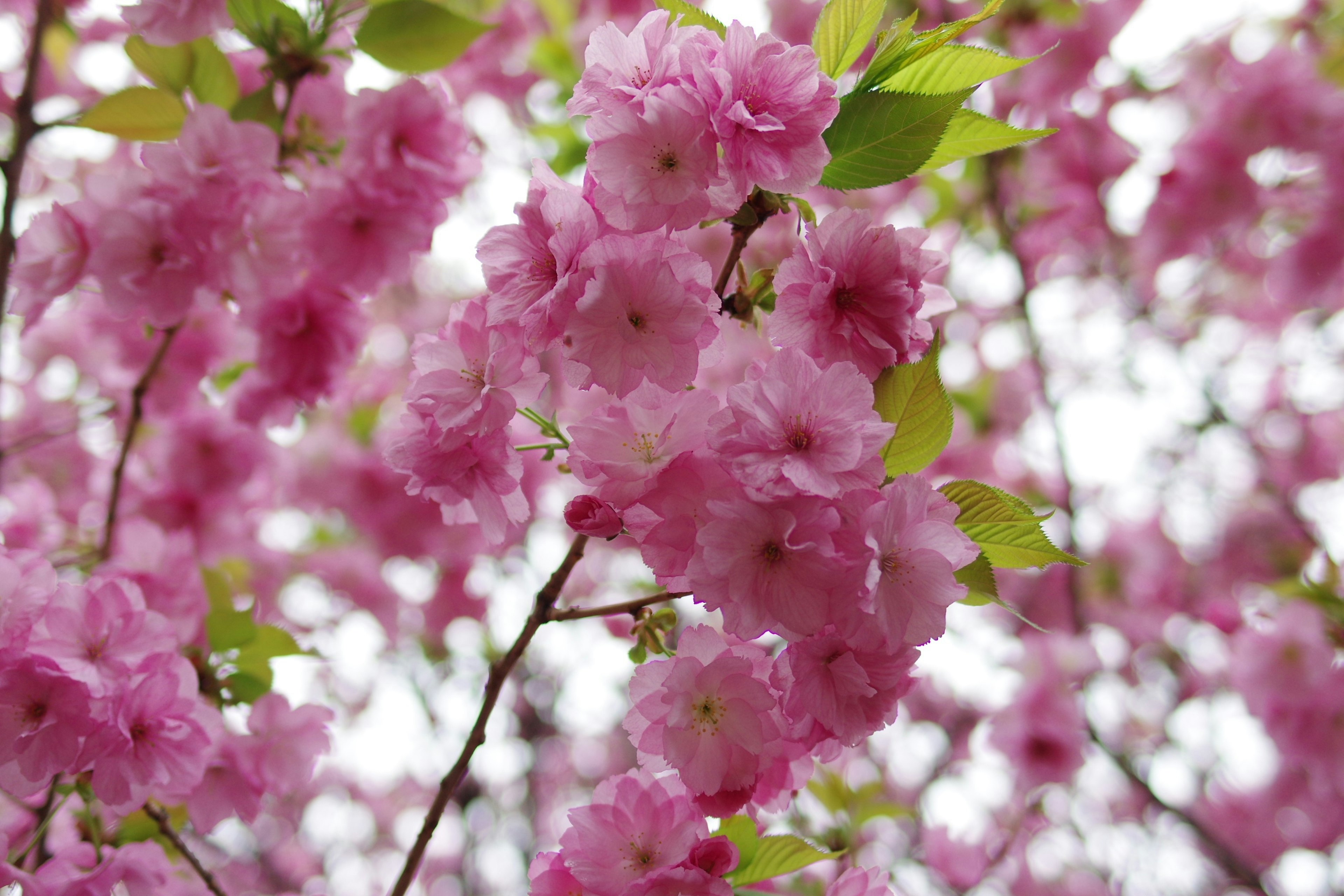 Flores de cerezo rosa vibrantes en plena floración con hojas verdes