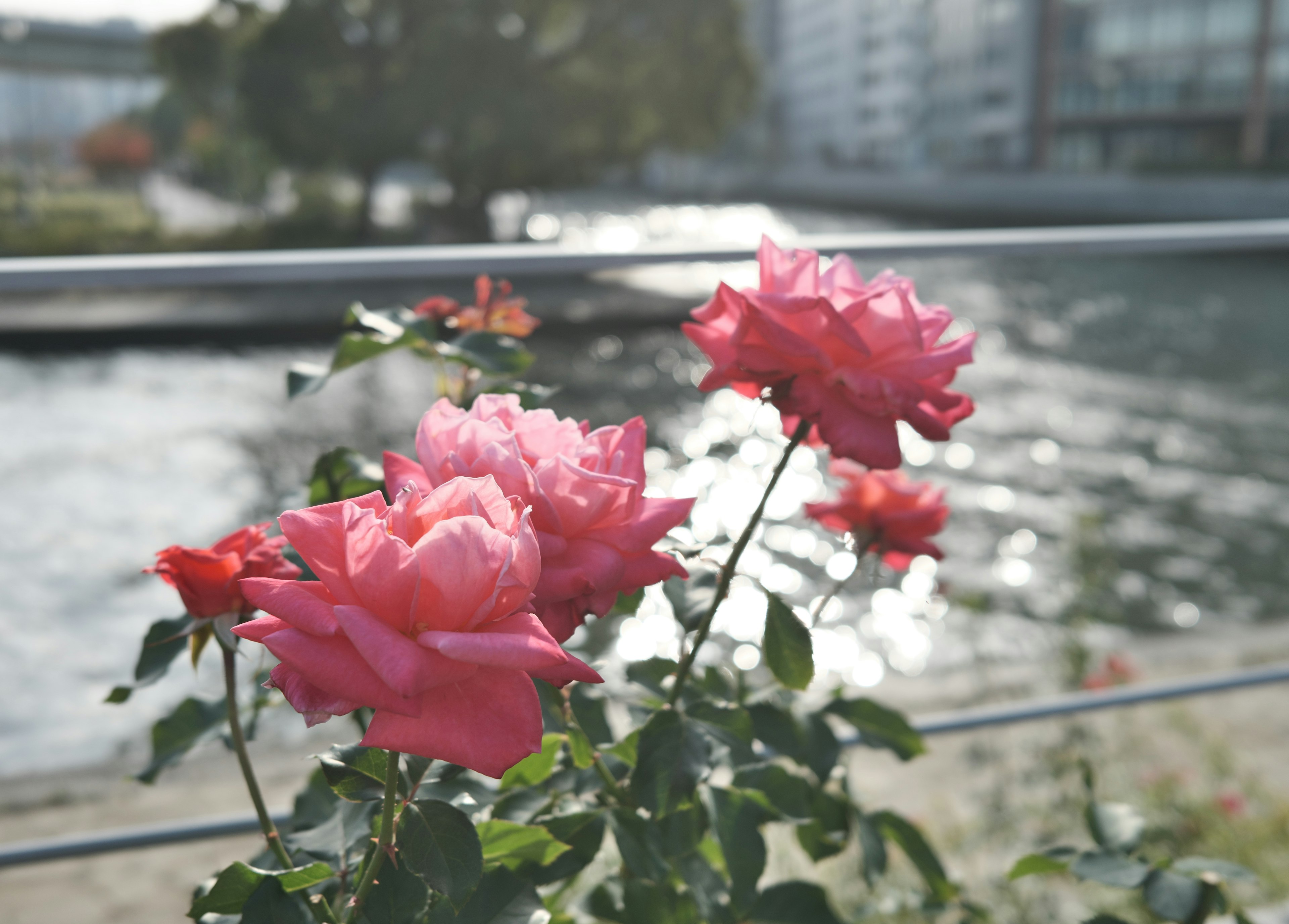 Rosas rosas floreciendo junto al agua con edificios de fondo