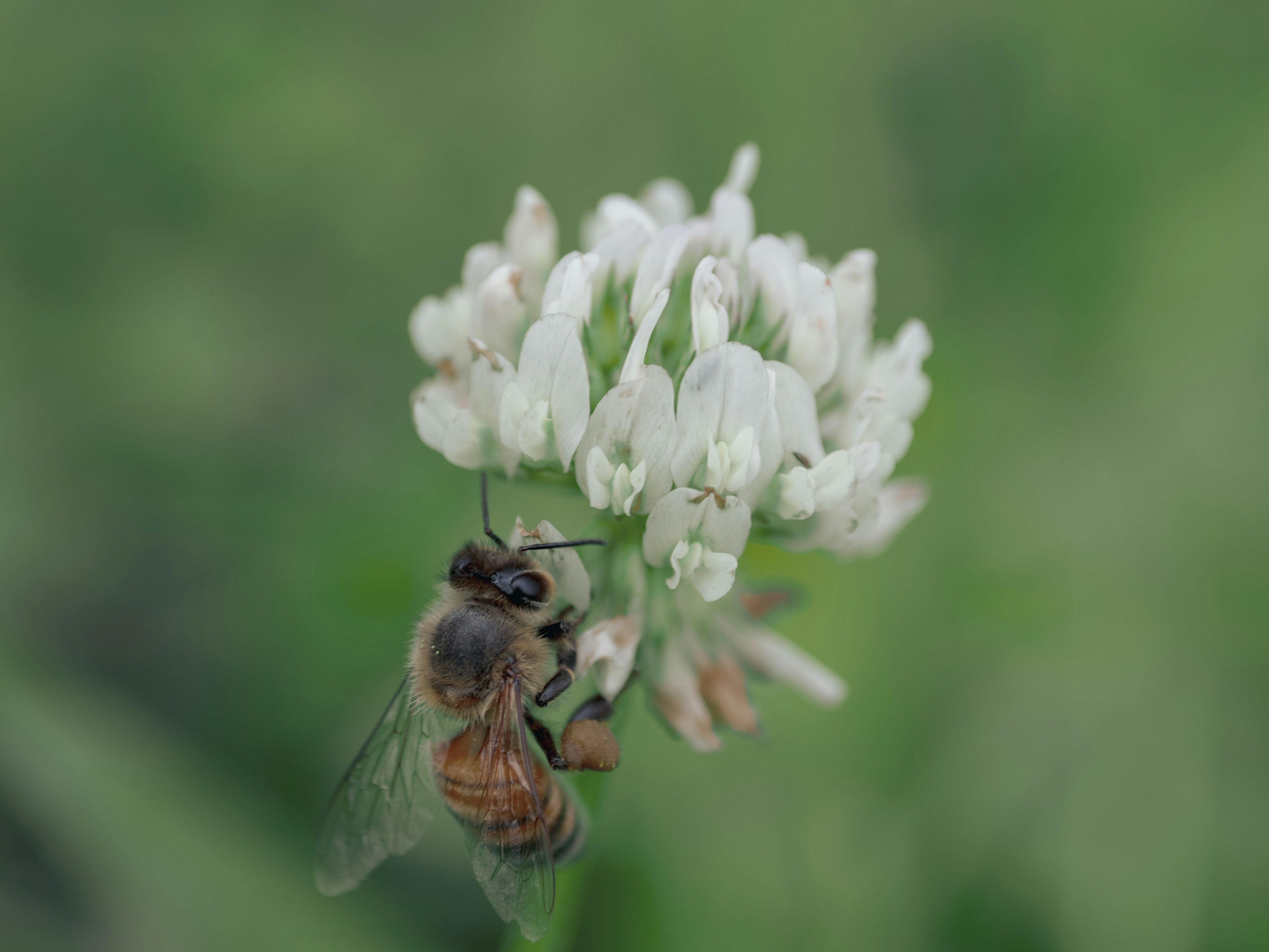 Gros plan d'une abeille sur une fleur blanche