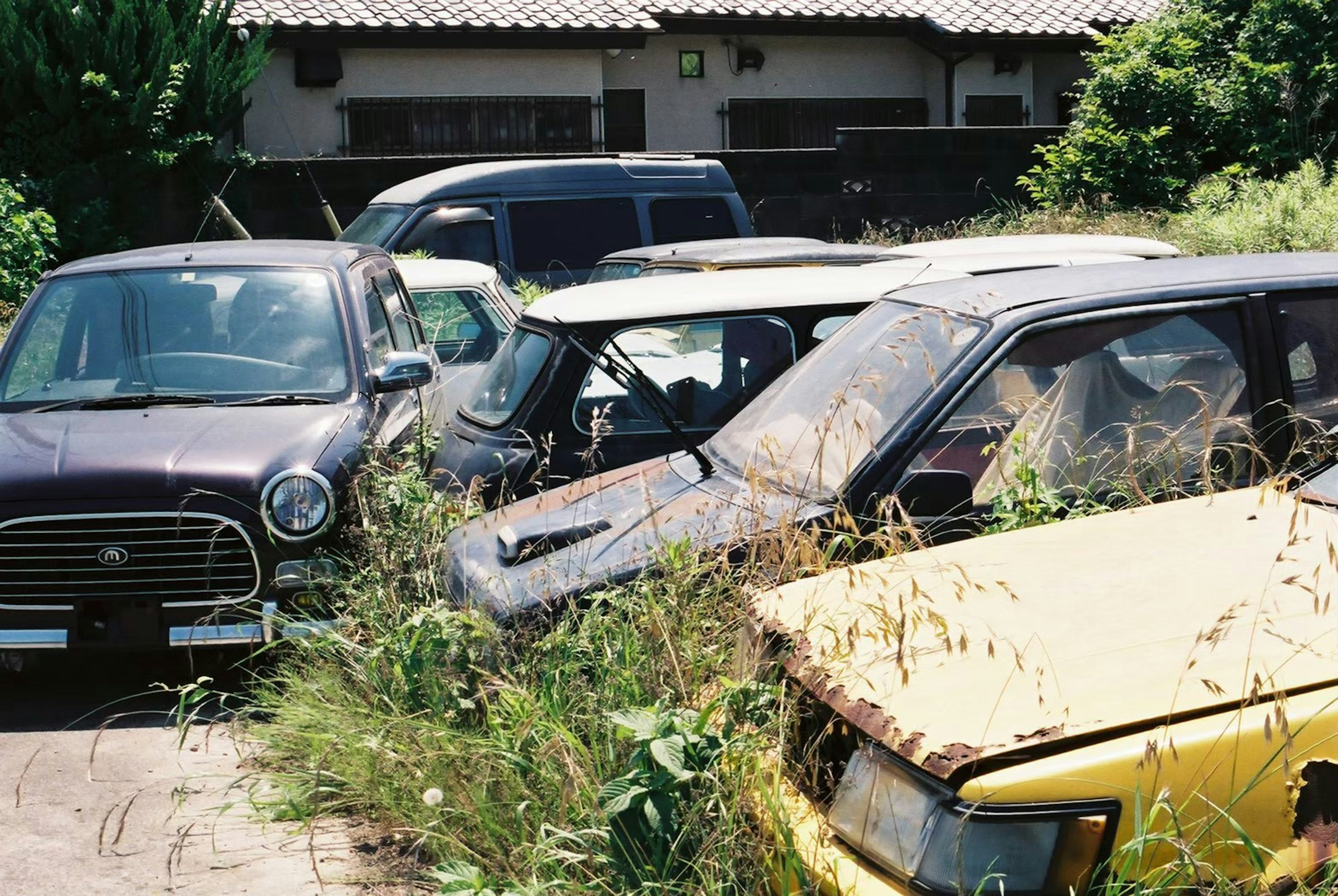 Abandoned cars overgrown with weeds in a neglected area