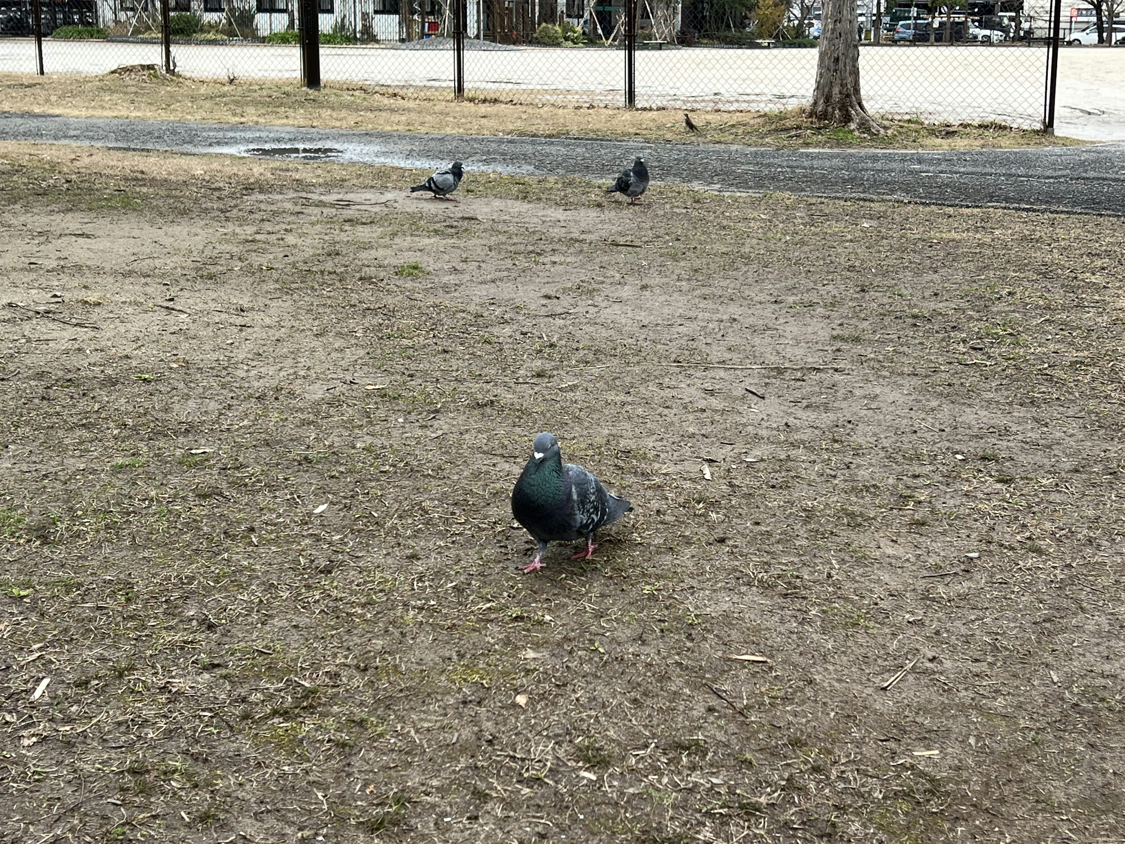 Un gruppo di piccioni a terra in un parco con paesaggio circostante