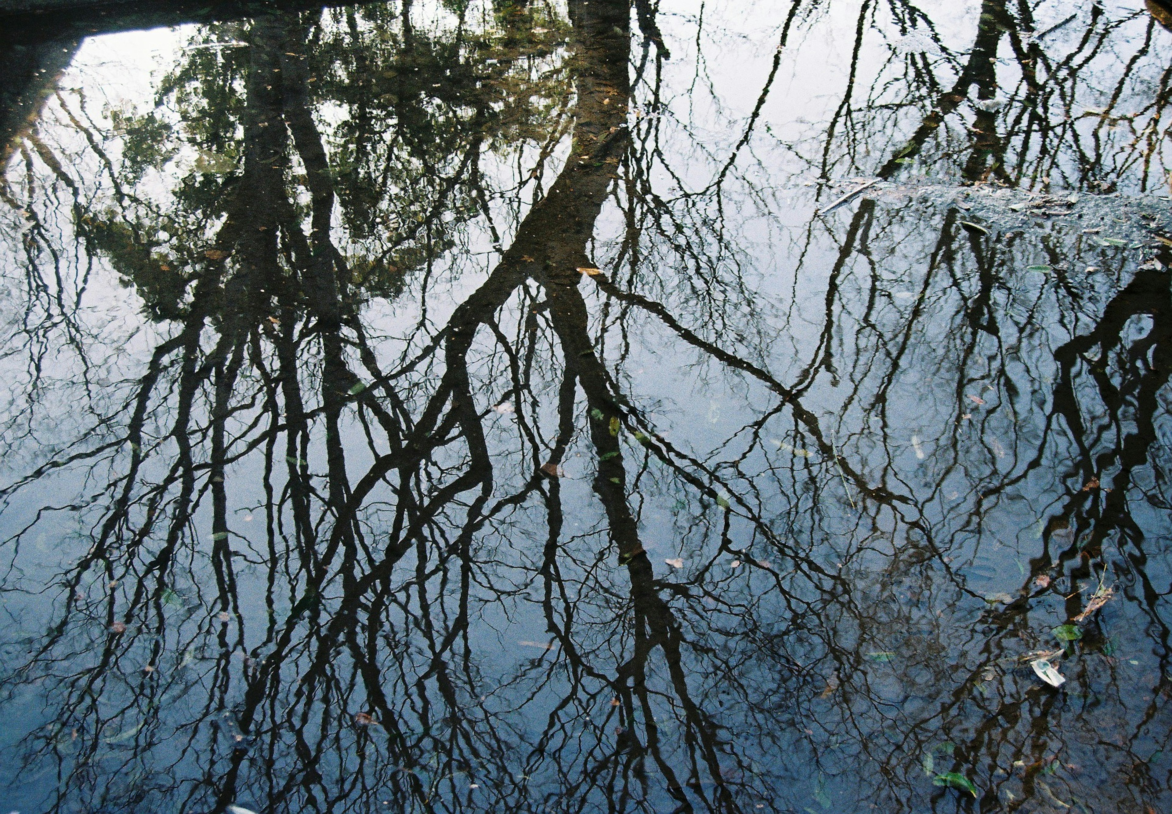 Hermosa reflexión de las ramas de los árboles en la superficie del agua