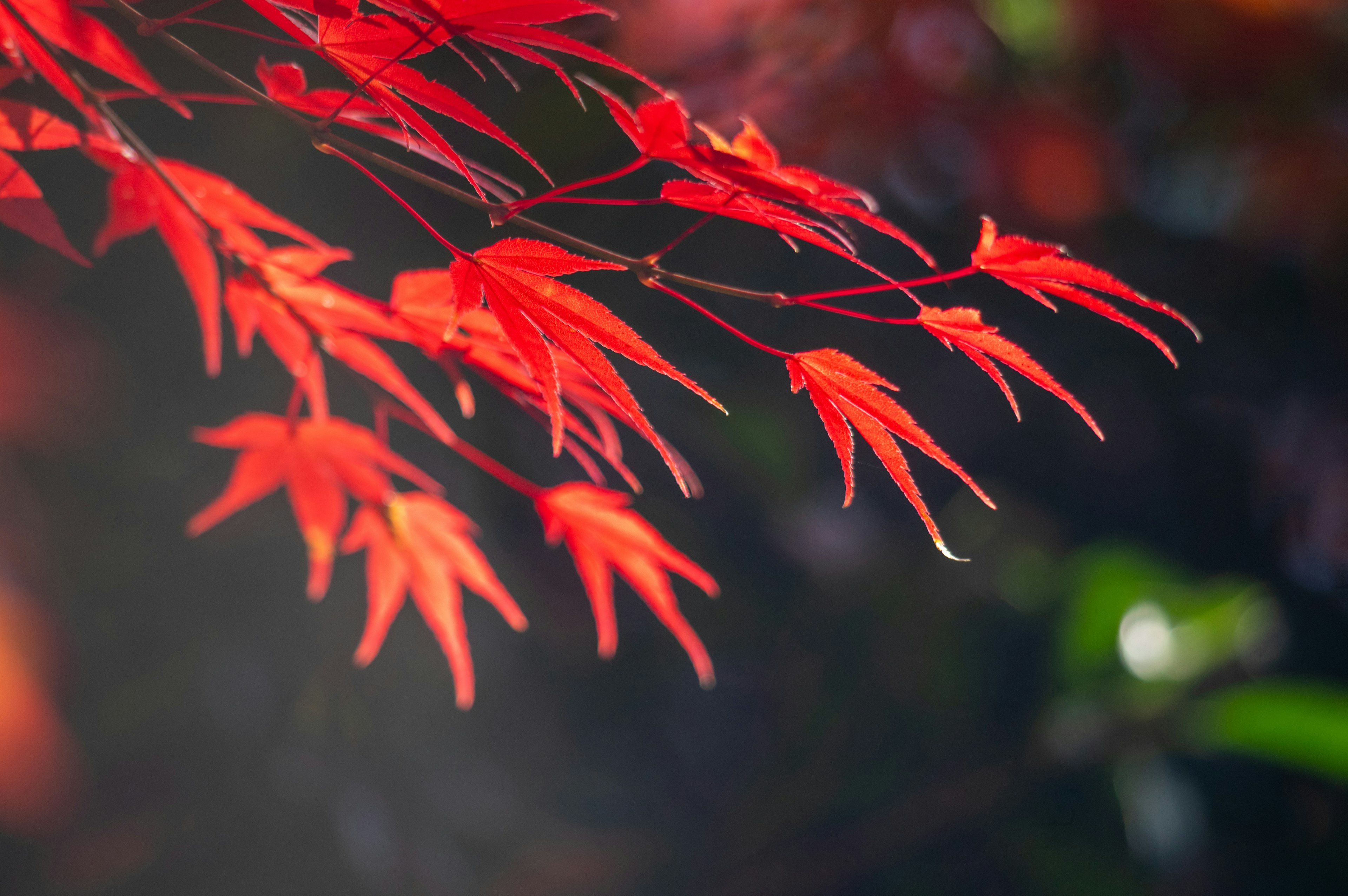 Vibrant red maple leaves swaying in the light