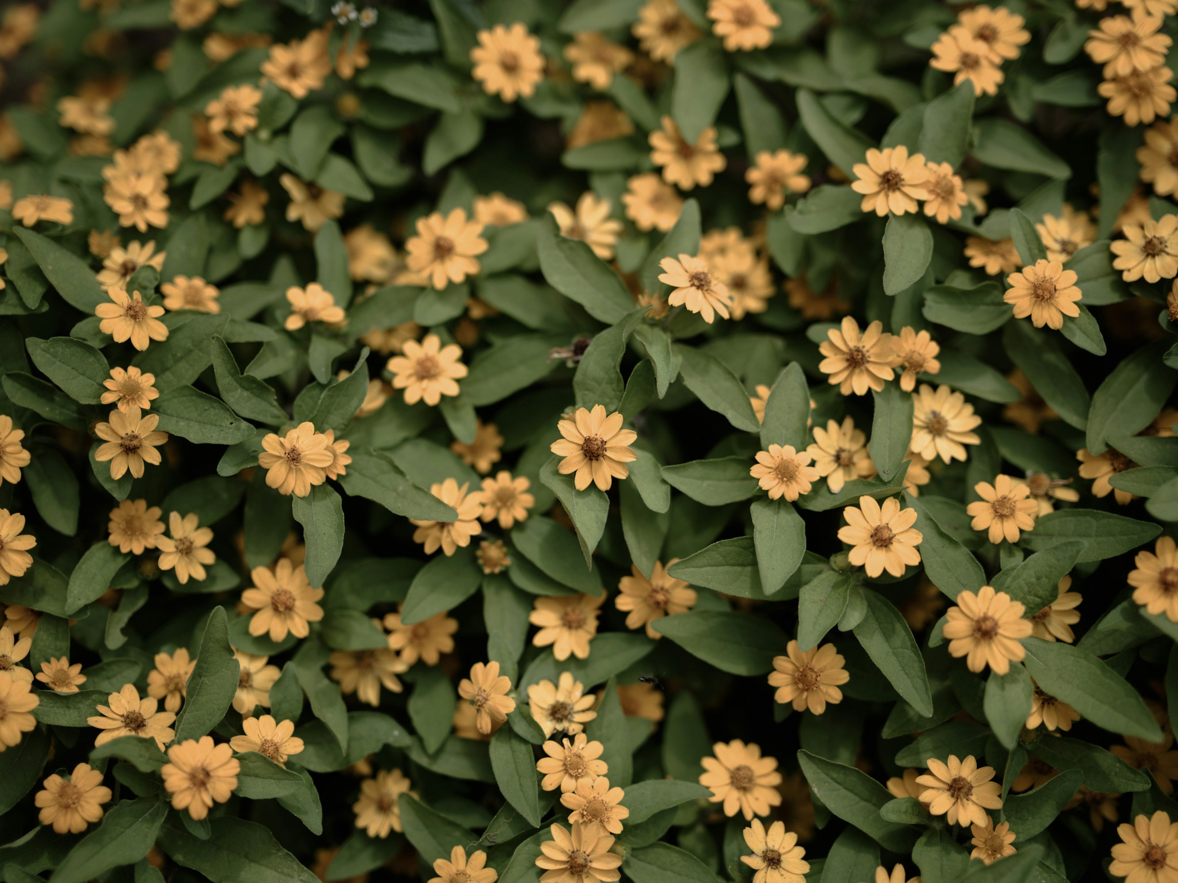 A dense cluster of yellow flowers surrounded by green leaves