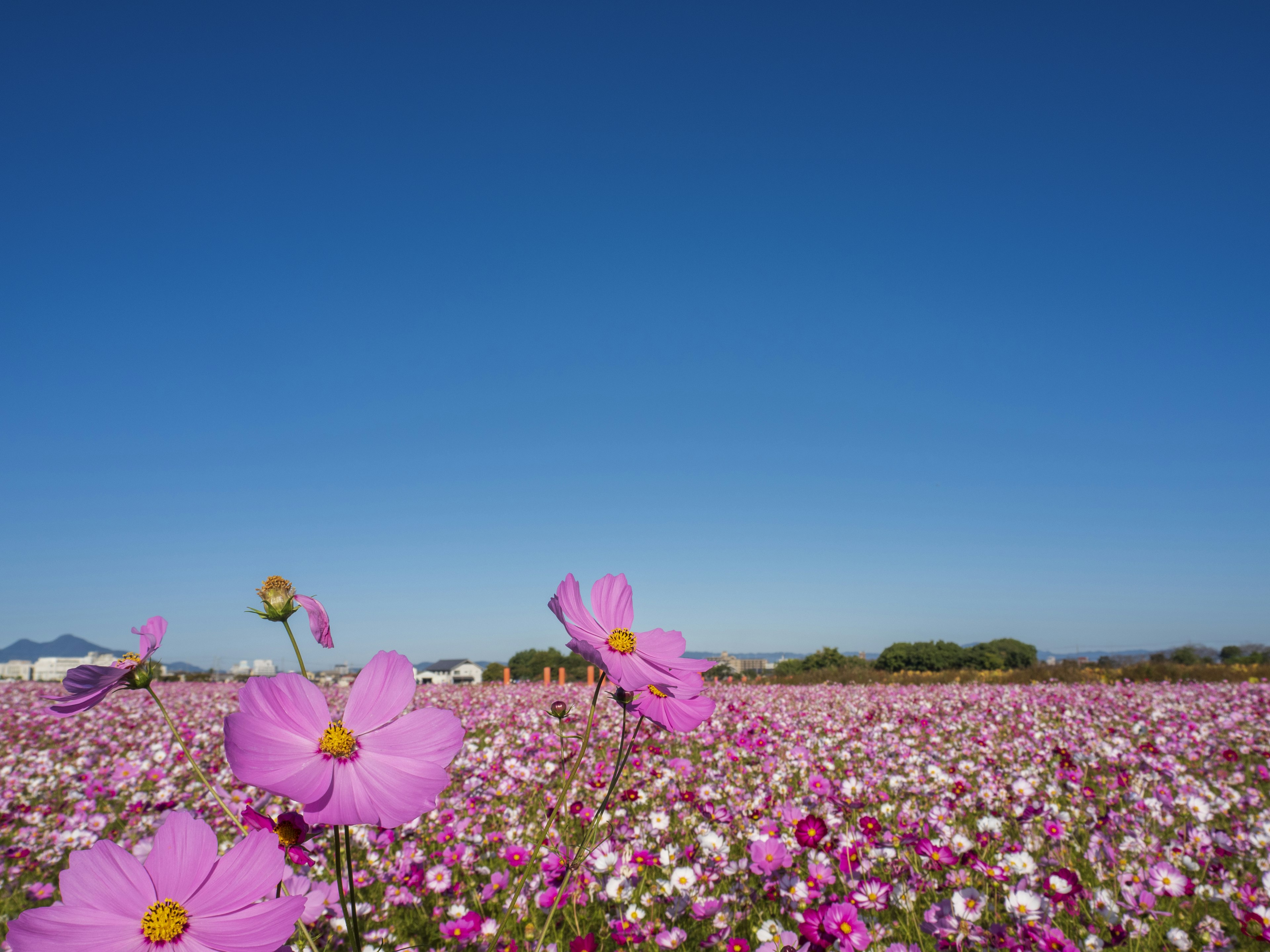 青空の下に広がるピンクのコスモスの花畑