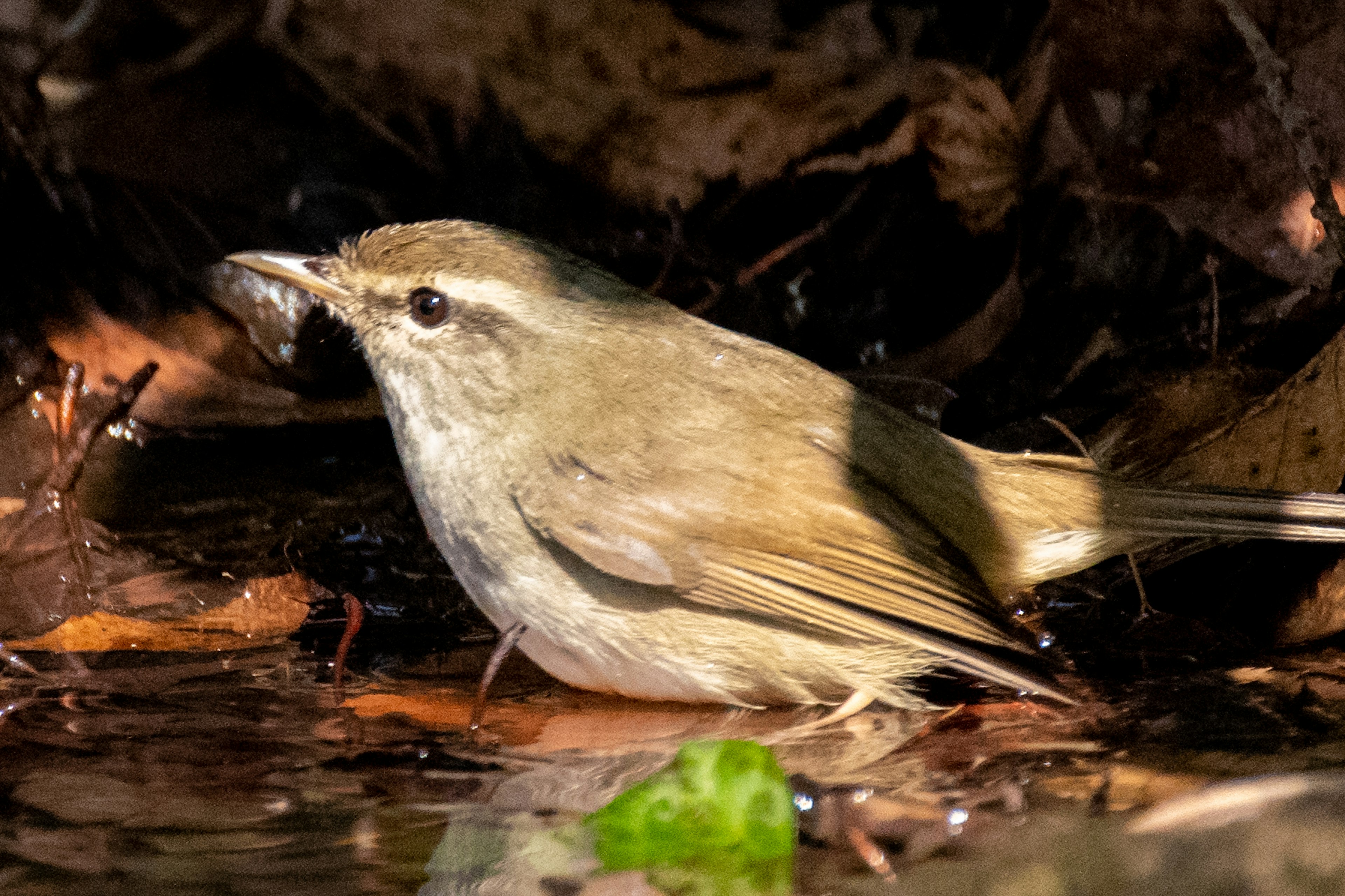 Un pequeño pájaro cerca del agua asomándose entre las hojas