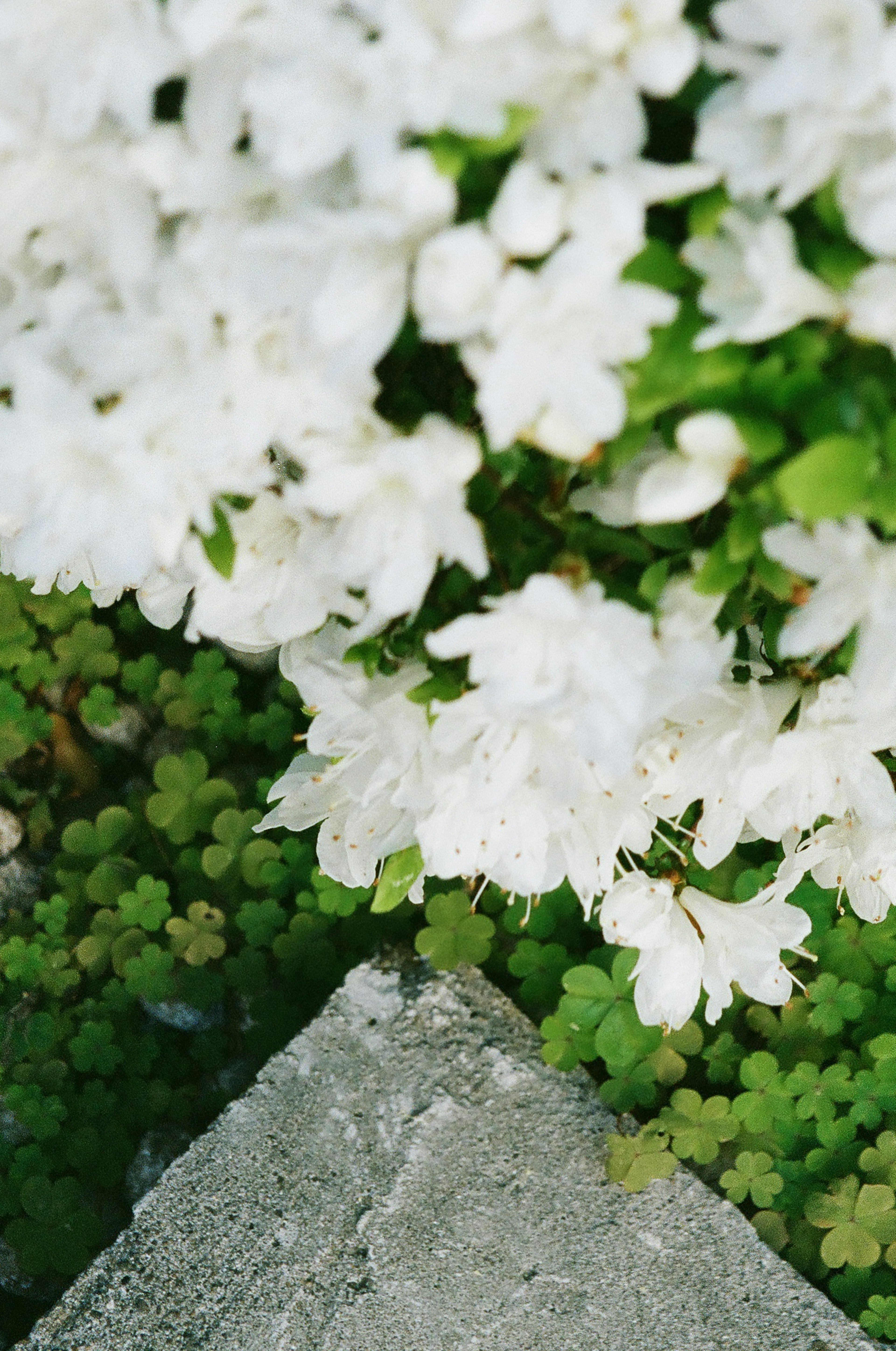 Nahaufnahme von weißen Blumen und grünen Blättern in einem Garten