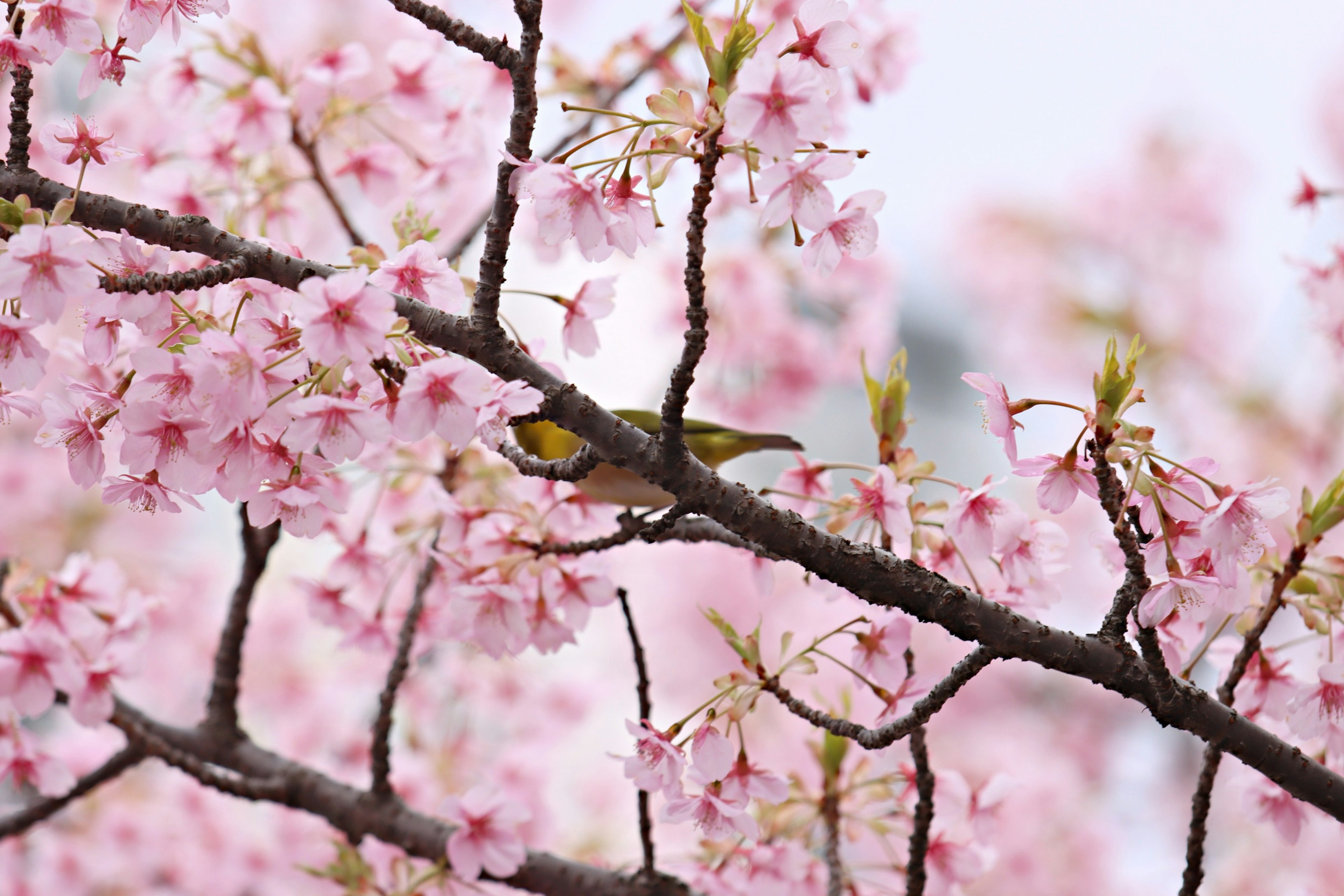 Una hermosa escena primaveral con flores de cerezo y un pequeño pájaro