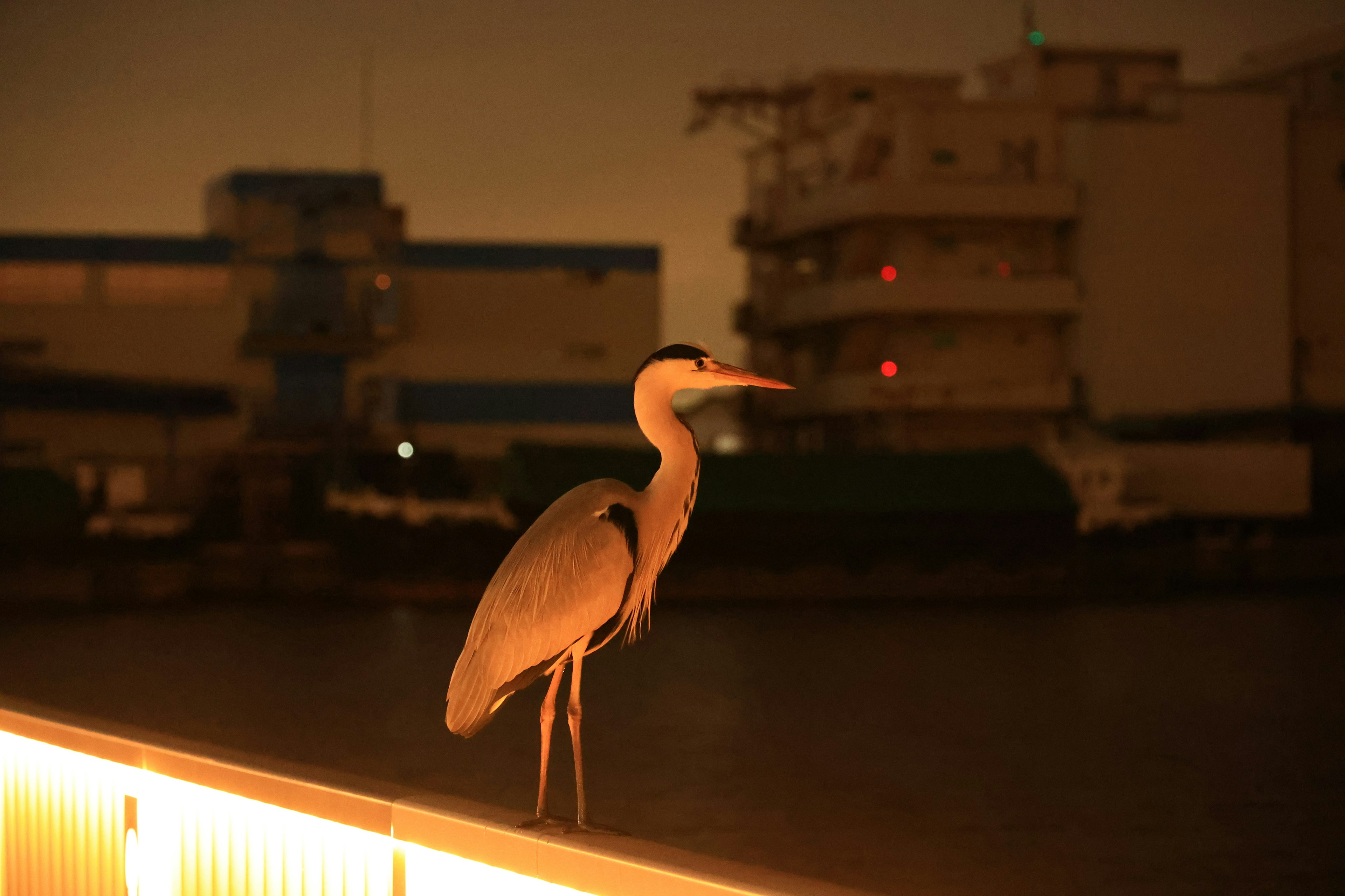 Una garza de pie junto al río por la noche