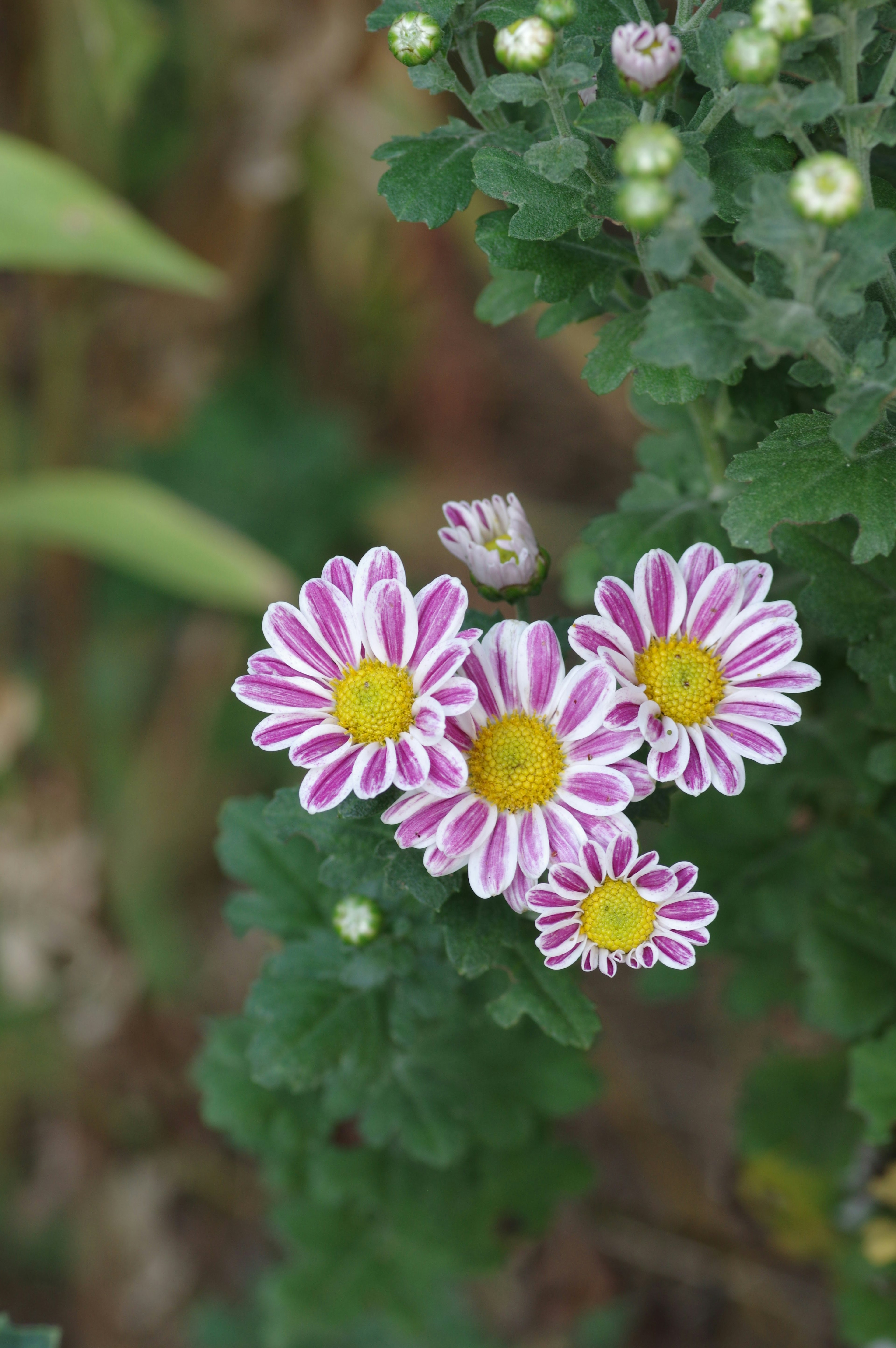 Nahaufnahme von lebhaften rosa und gelben Blumen auf einer grünen Pflanze