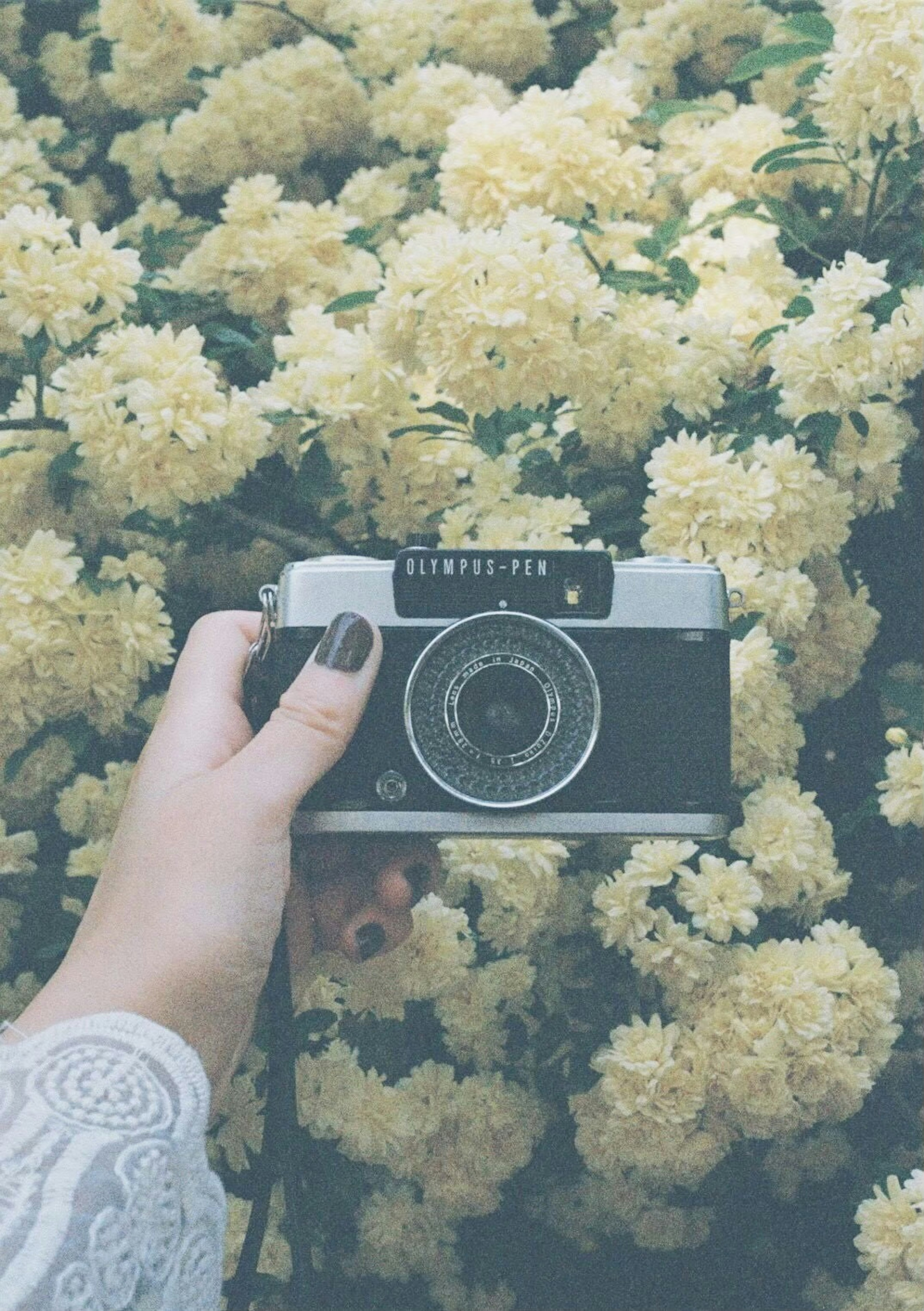 Hand holding a camera among yellow flowers