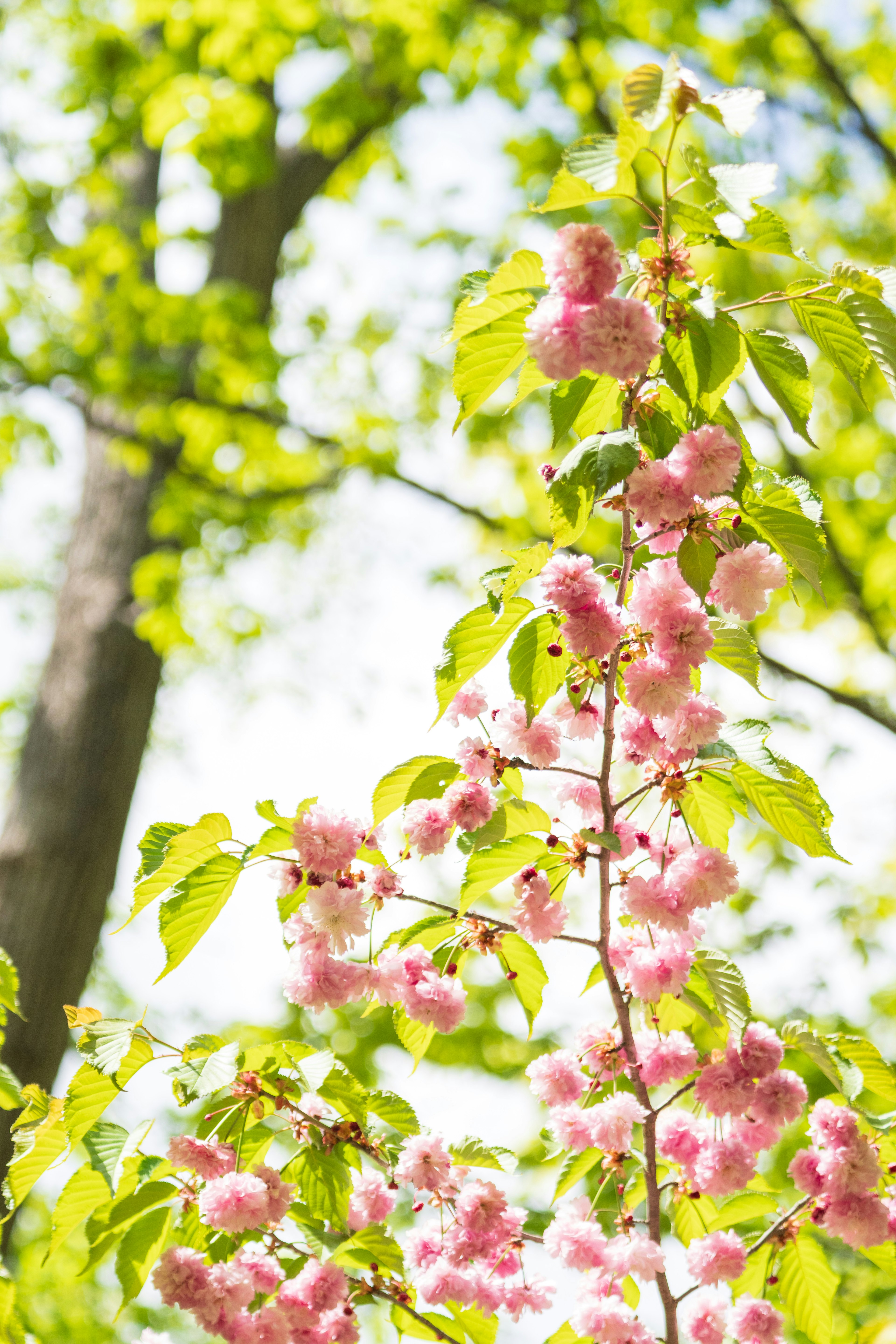 淡いピンクの花が咲く枝と新緑の葉が見える木々の背景