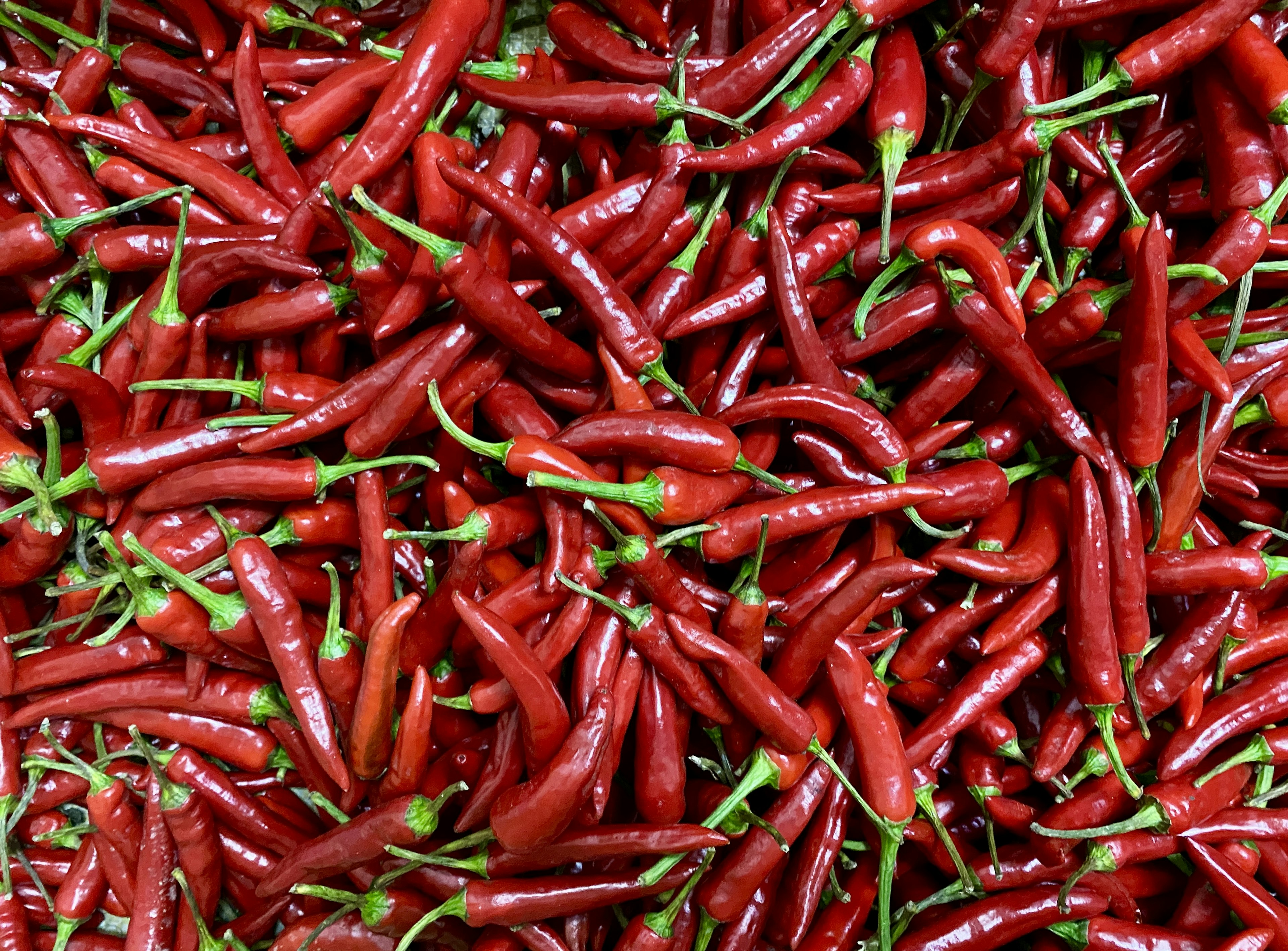 Ein lebendiger Haufen roter Chilischoten mit grünen Stielen