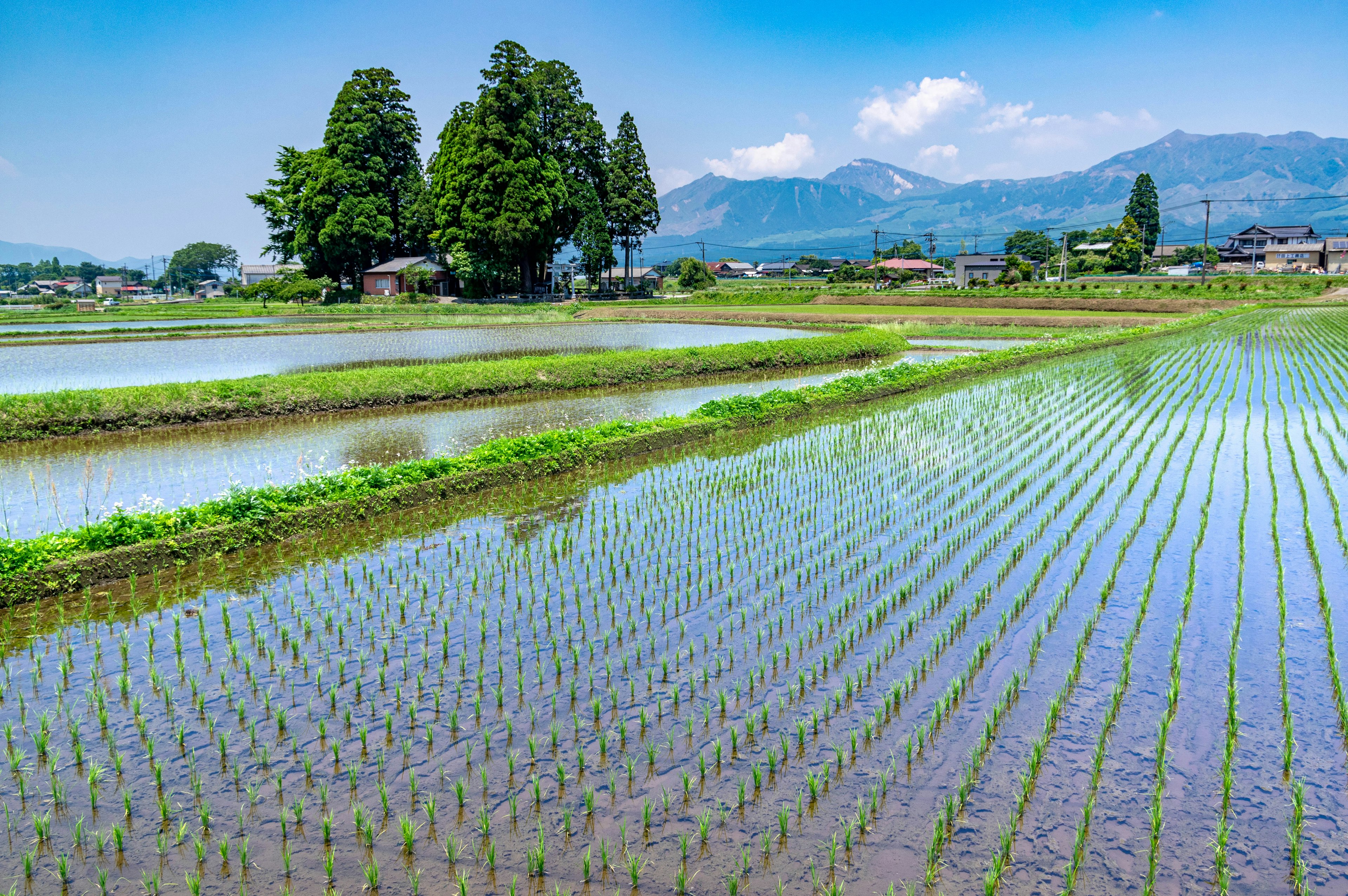 Lush rice paddies under a blue sky with green rice plants and distant mountains