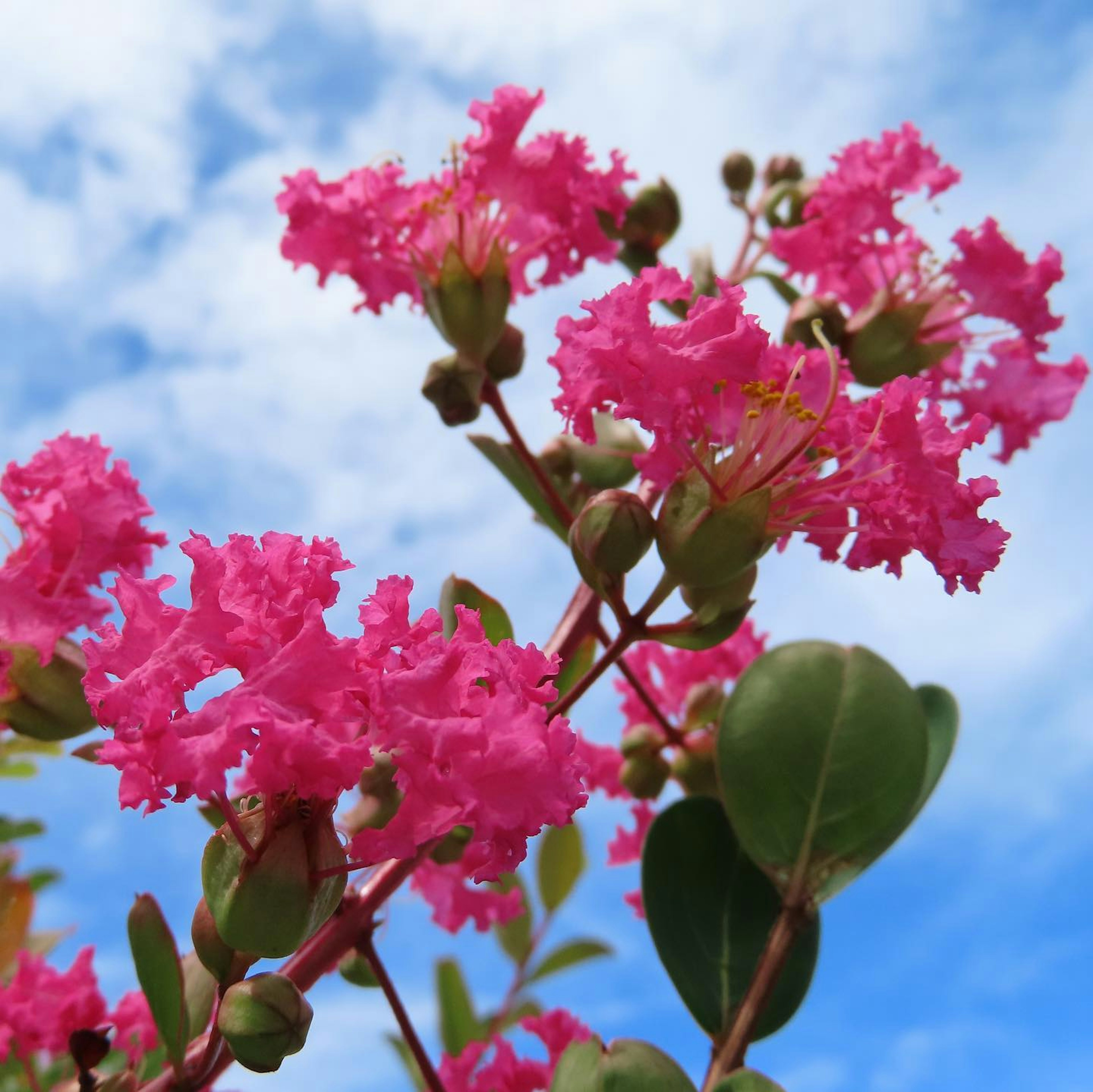 Close-up of vibrant pink flowers against a blue sky