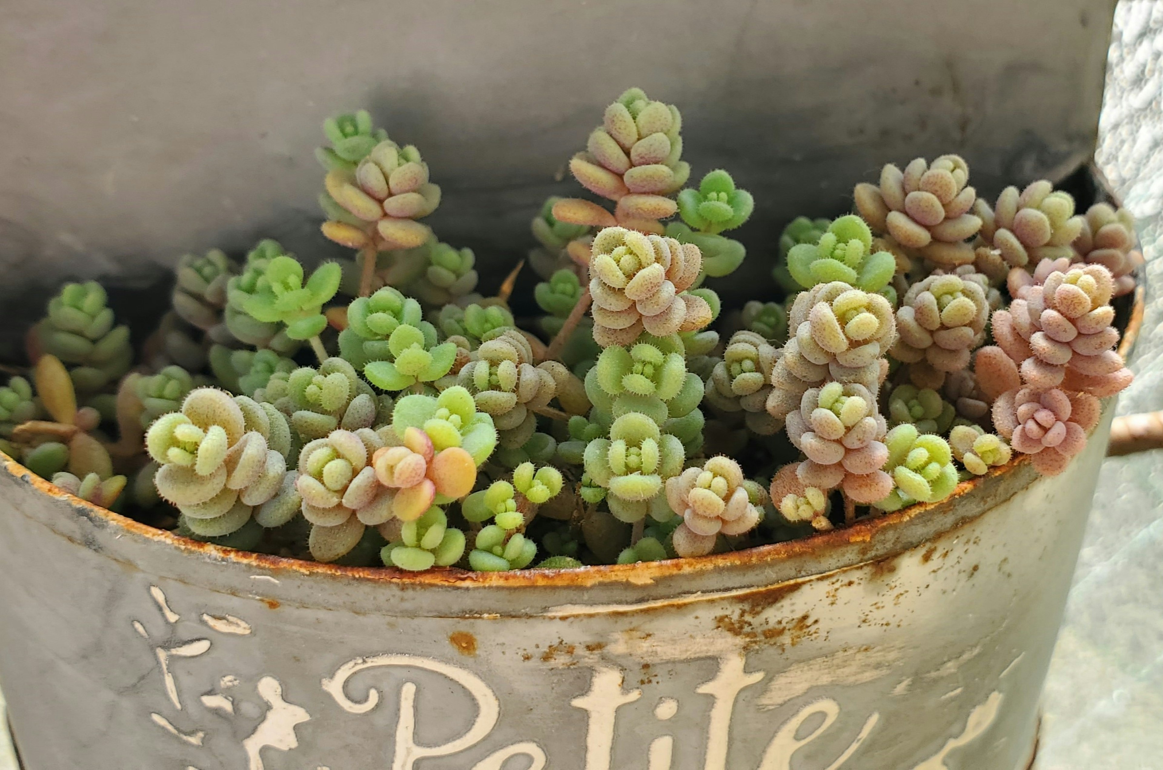 Vaso arrugginito pieno di piccole piante succulente