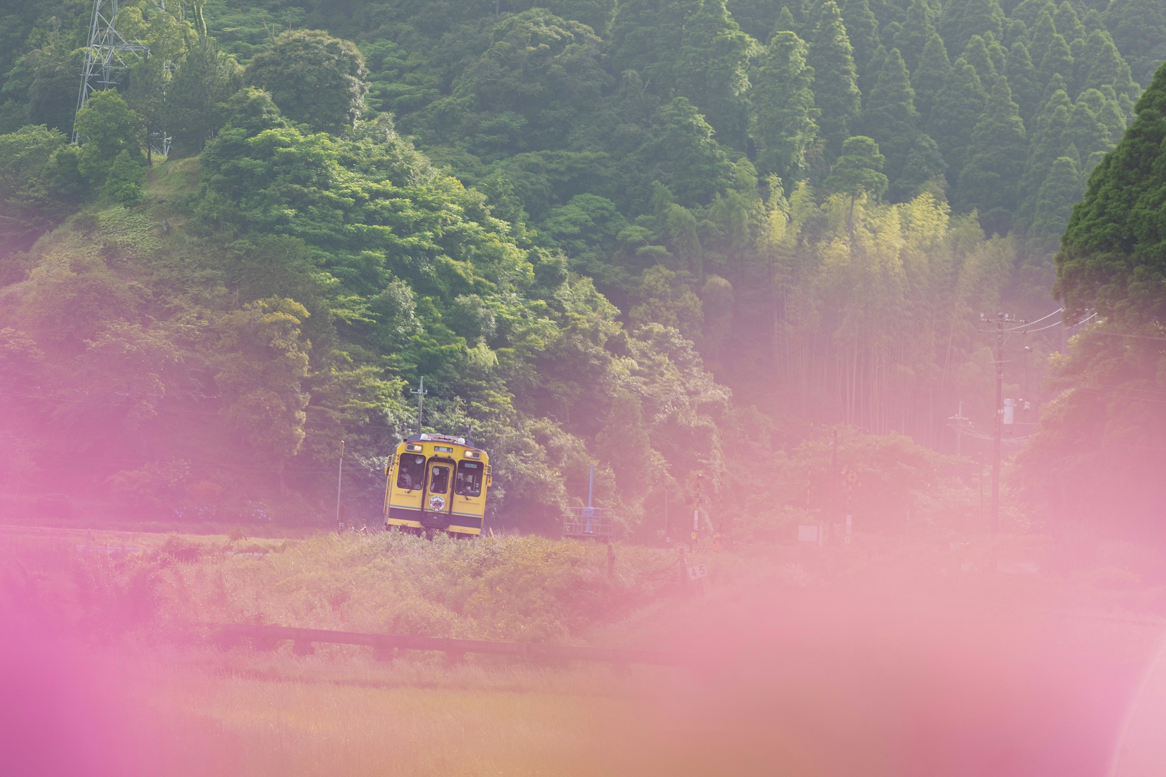 รถไฟสีเหลืองวิ่งผ่านภูเขาสีเขียวอันเขียวชอุ่มพร้อมหมอกสีชมพู