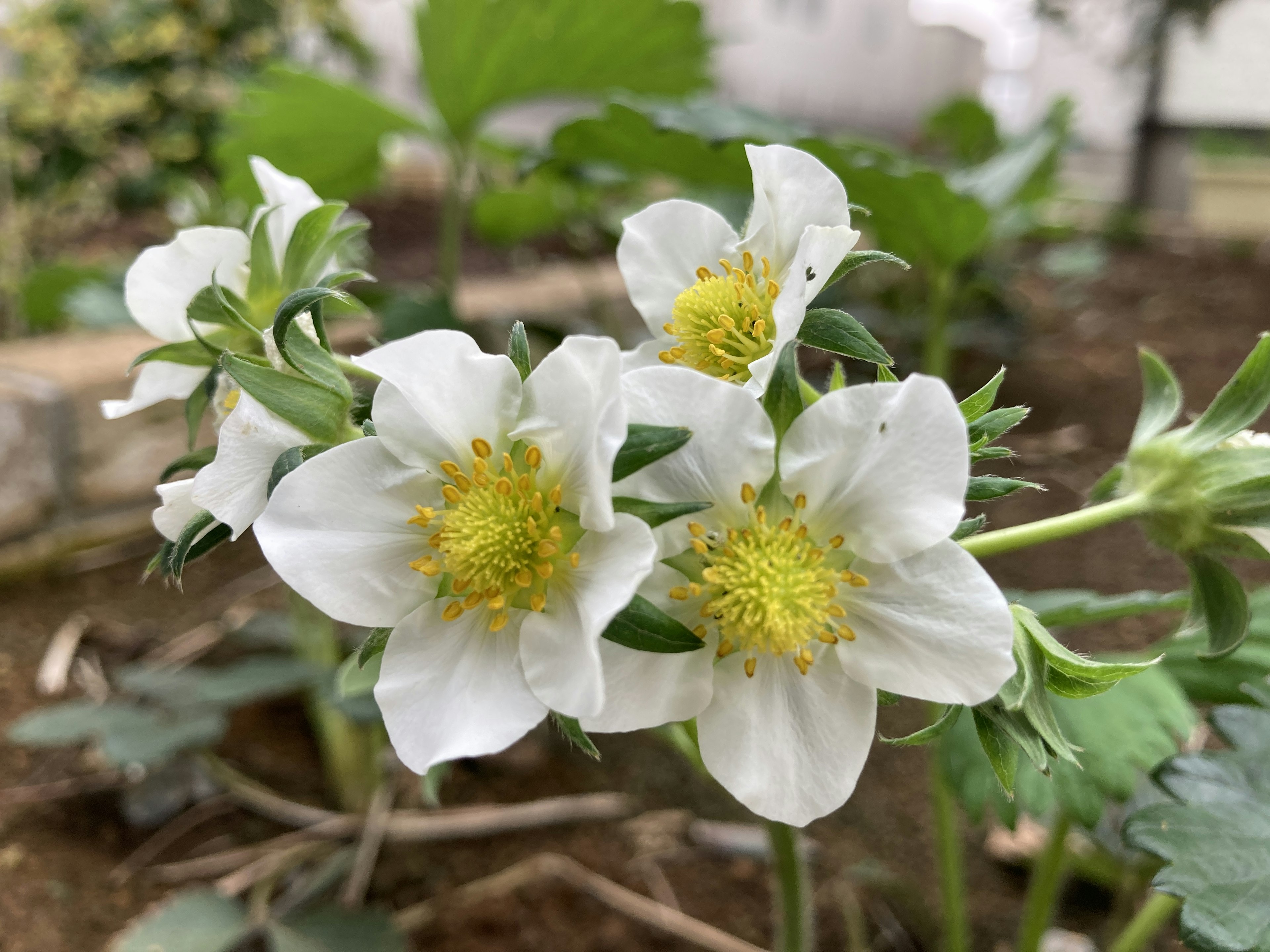 白いイチゴの花が咲いている様子で黄色い中心部が特徴的