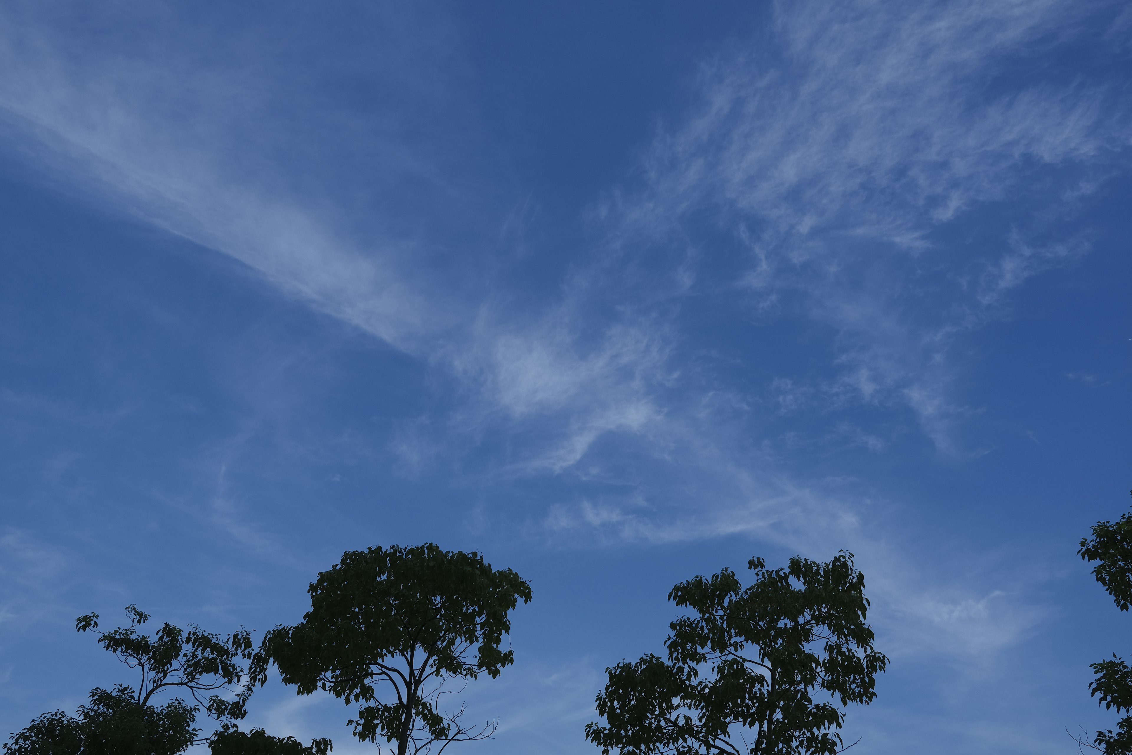 Blue sky with wispy clouds and trees silhouetted