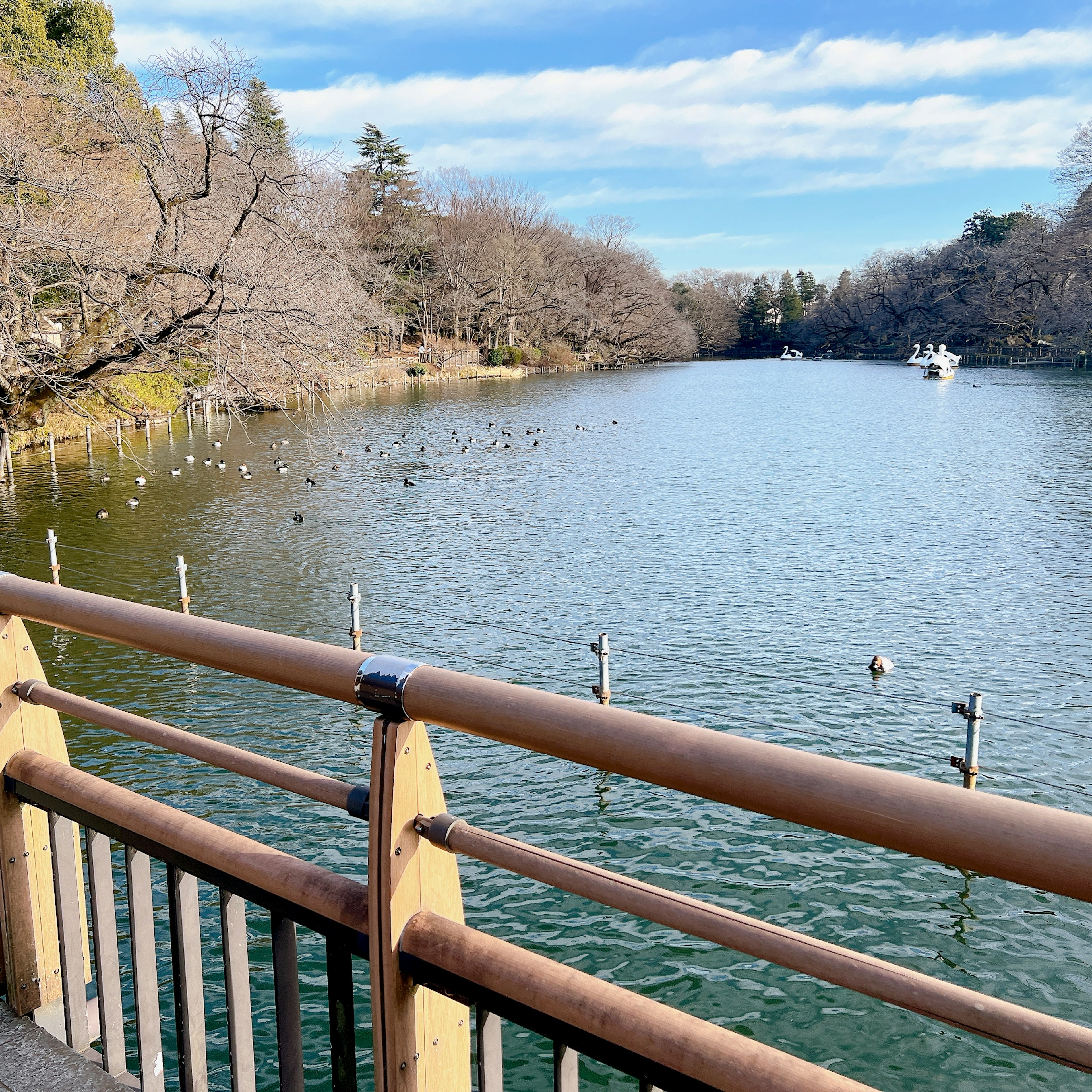 Vista escénica de un lago tranquilo rodeado de árboles