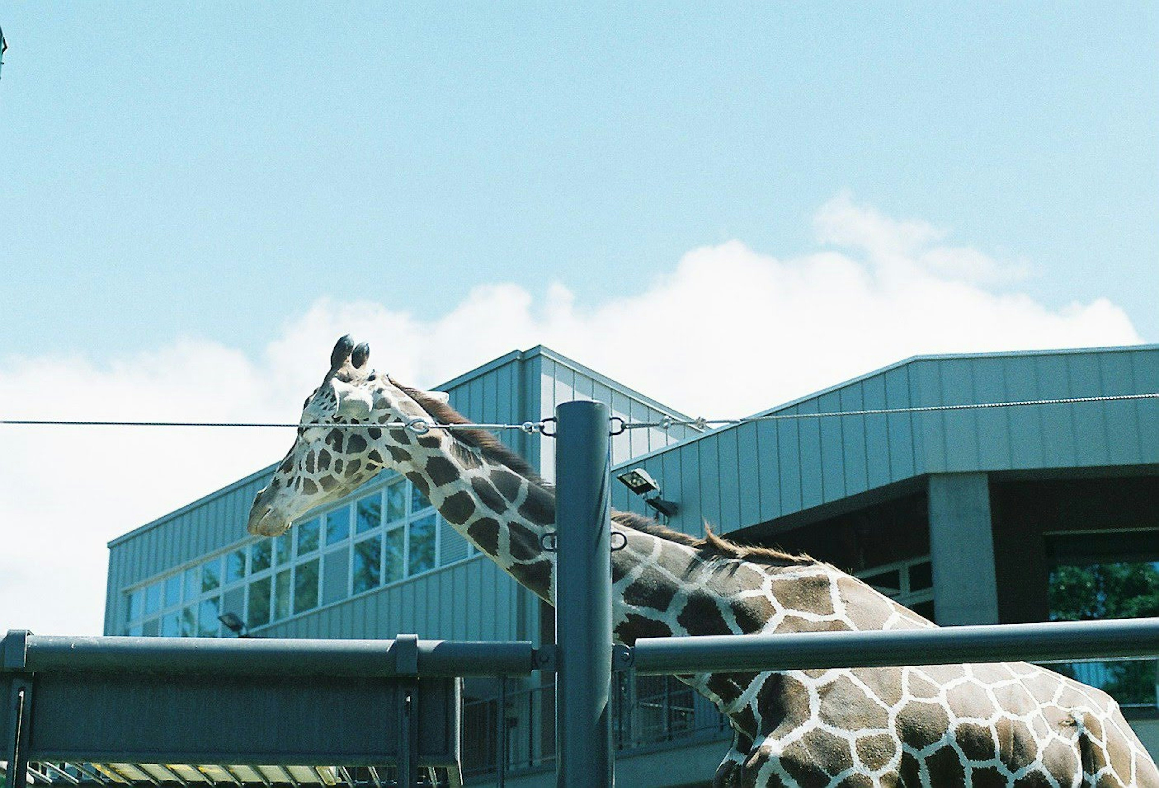 Girafe au zoo visible par-dessus une clôture sous un ciel bleu