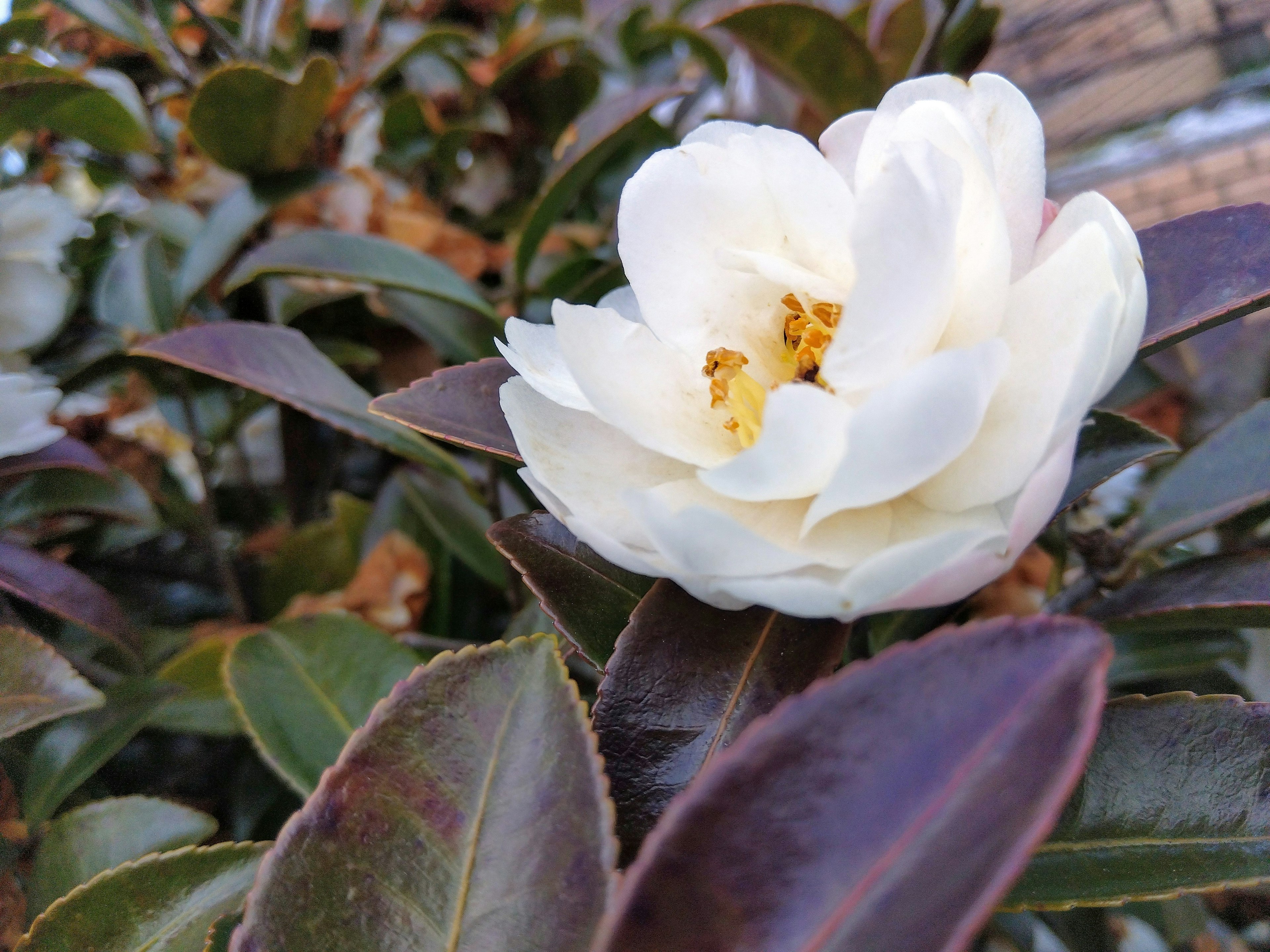 White flower with dark green leaves