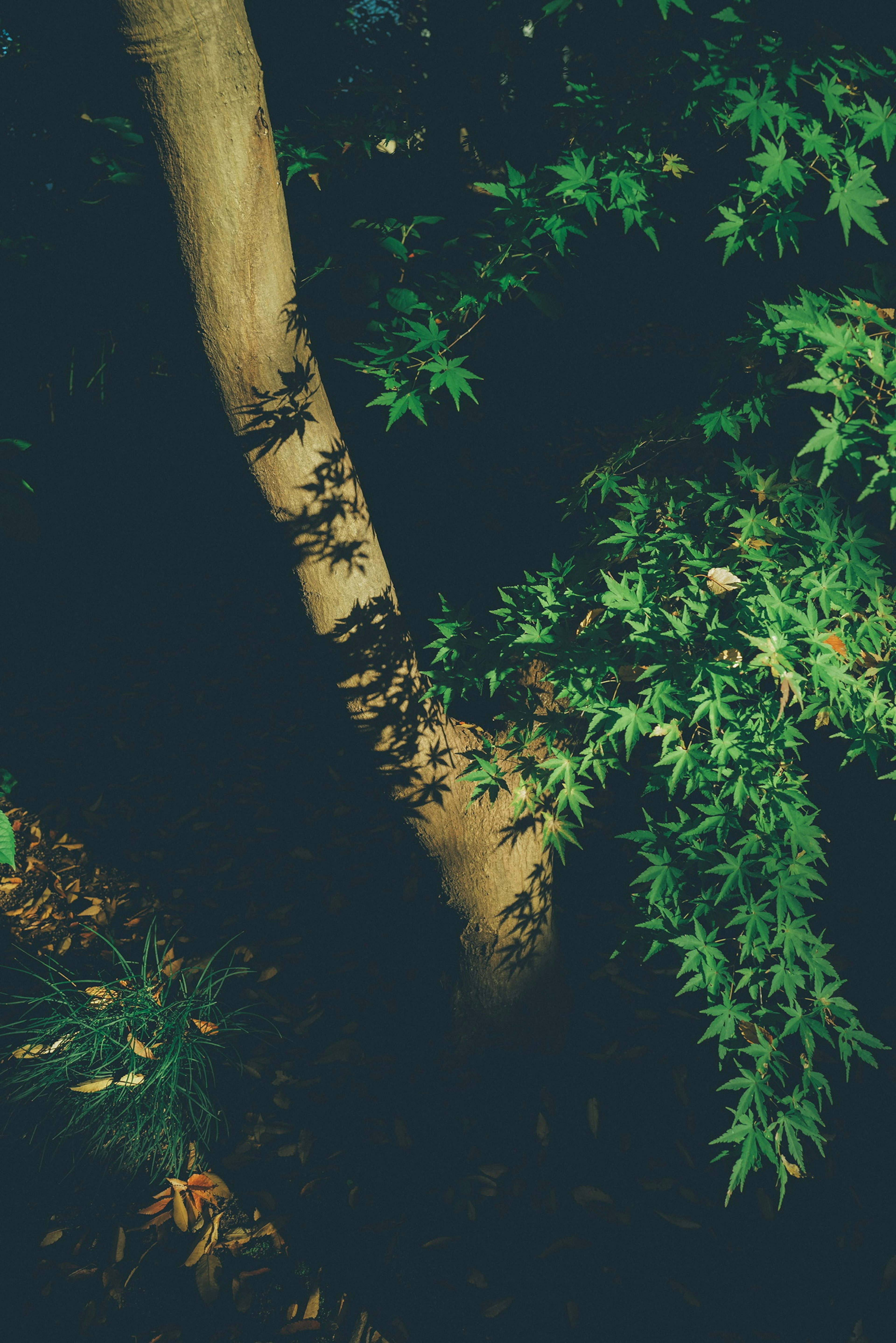 Shadow of a tree trunk and green leaves against a dark background