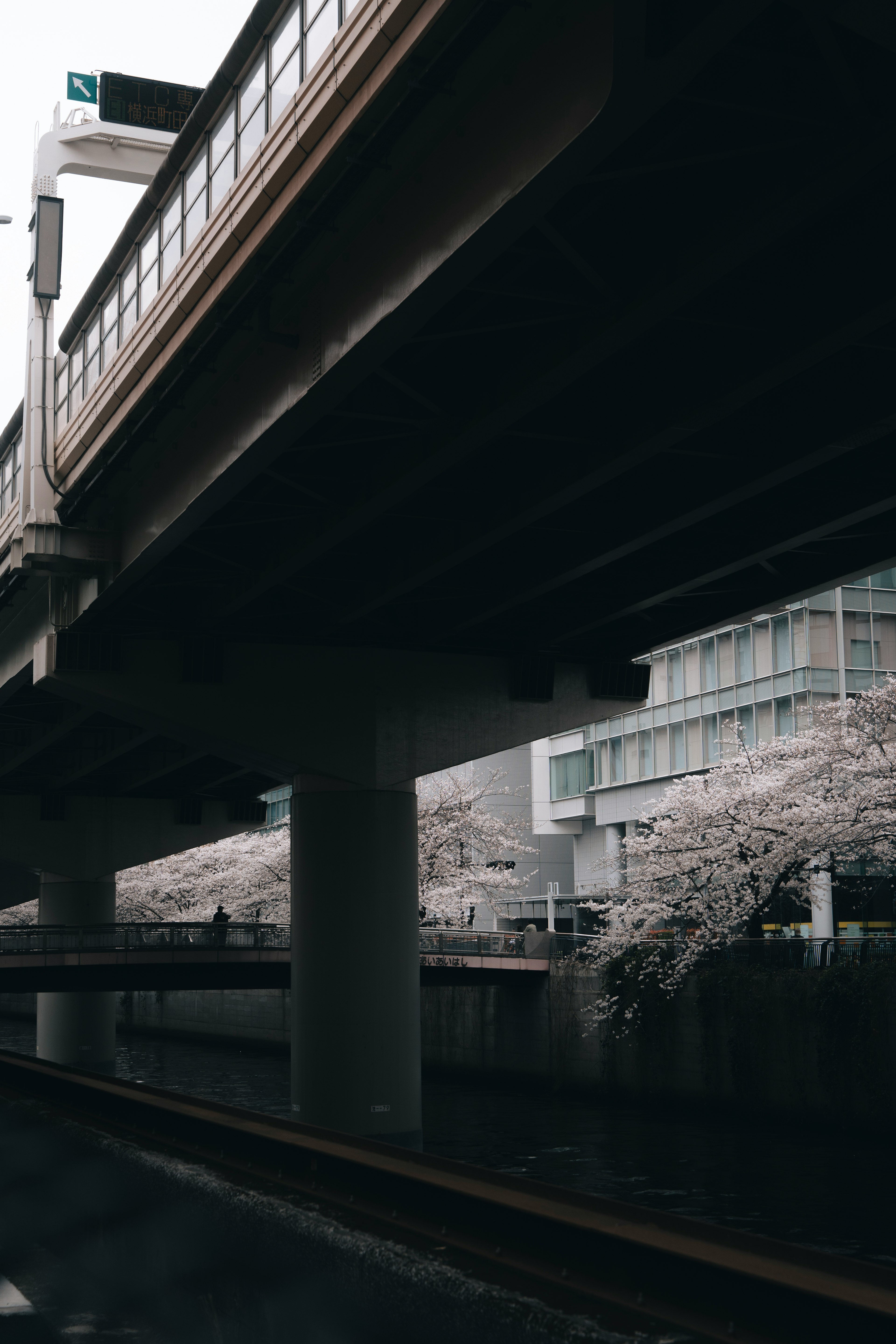 Cherry blossom trees along a river with an overpass above