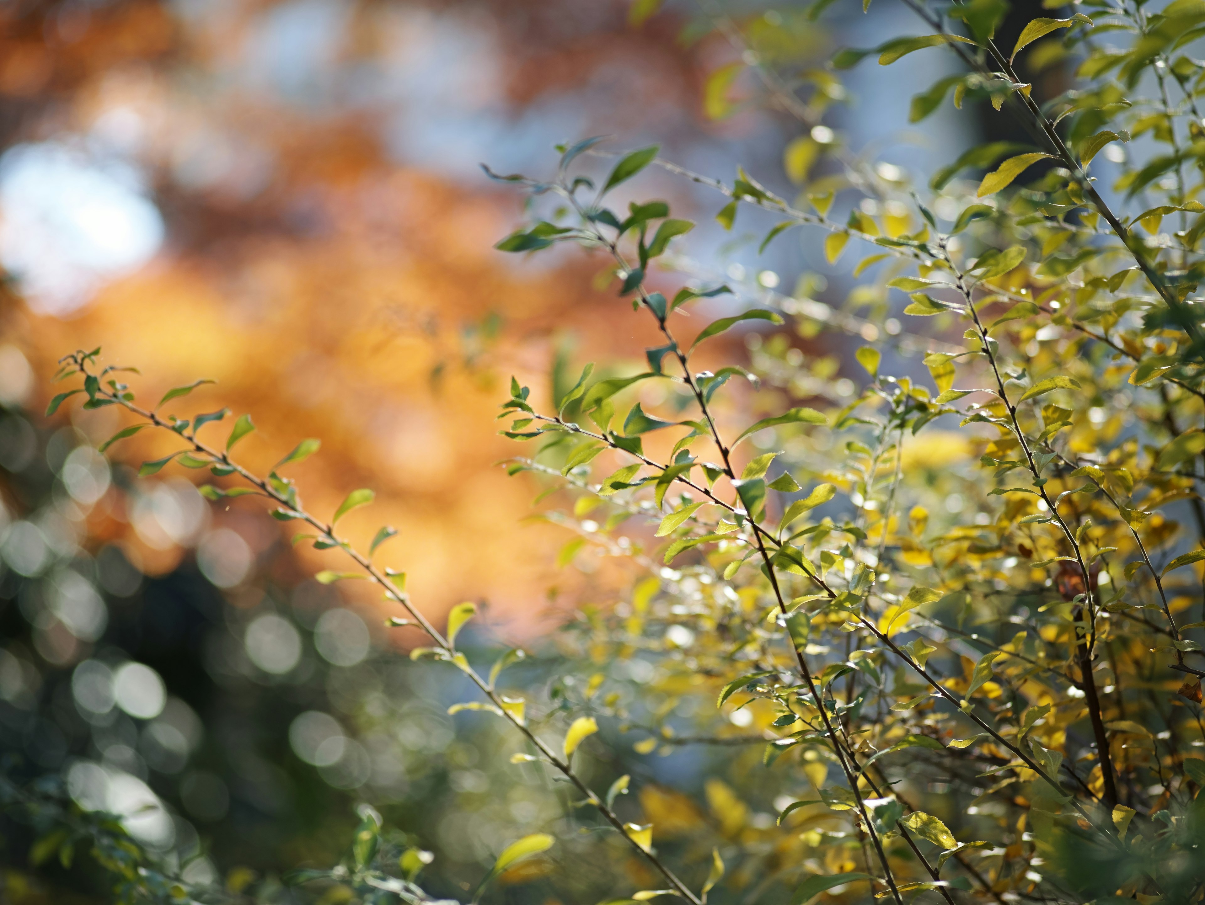 Primo piano di foglie verdi e gialle con luce soffusa su uno sfondo autunnale