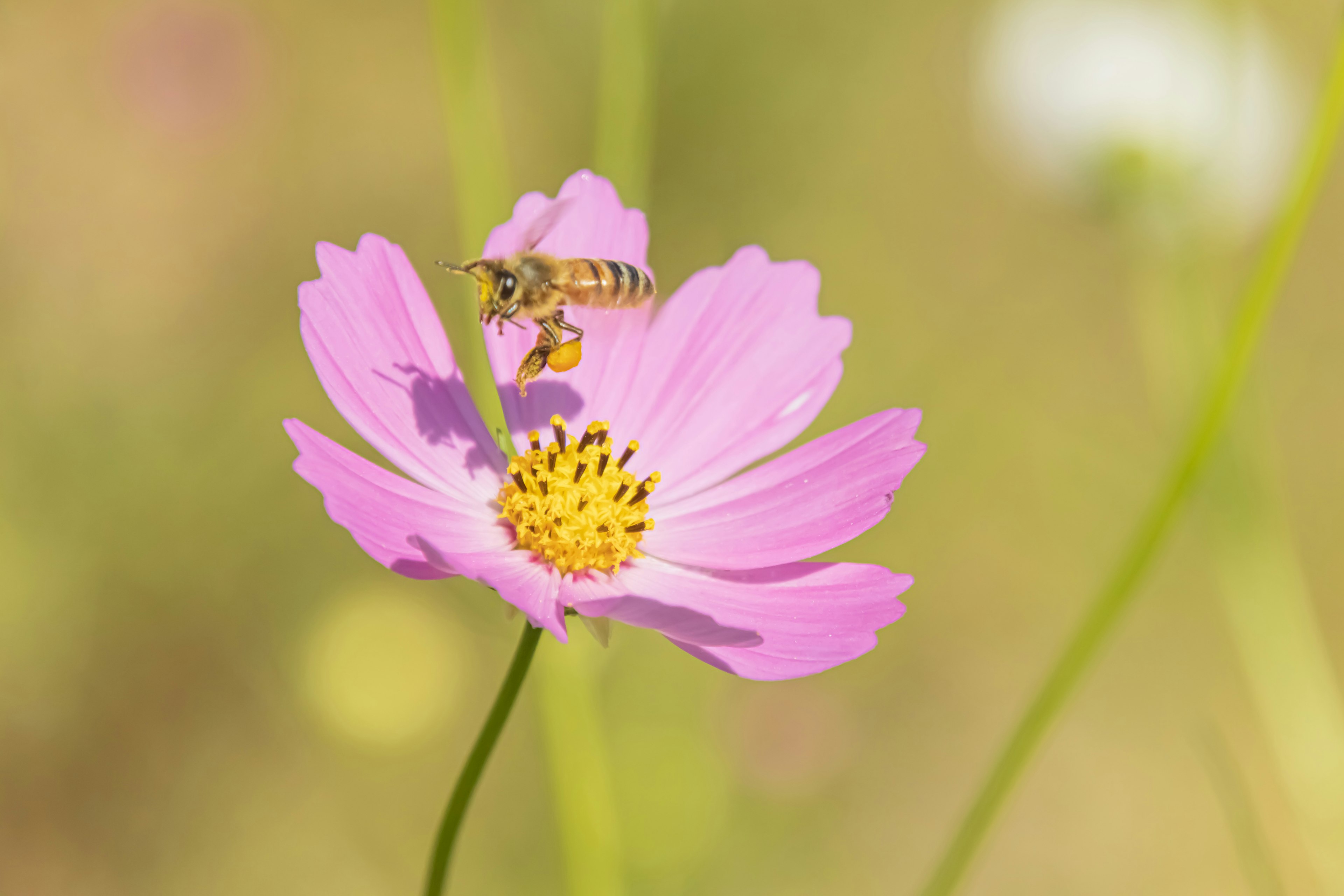 Abeille se reposant sur une fleur rose avec un centre jaune