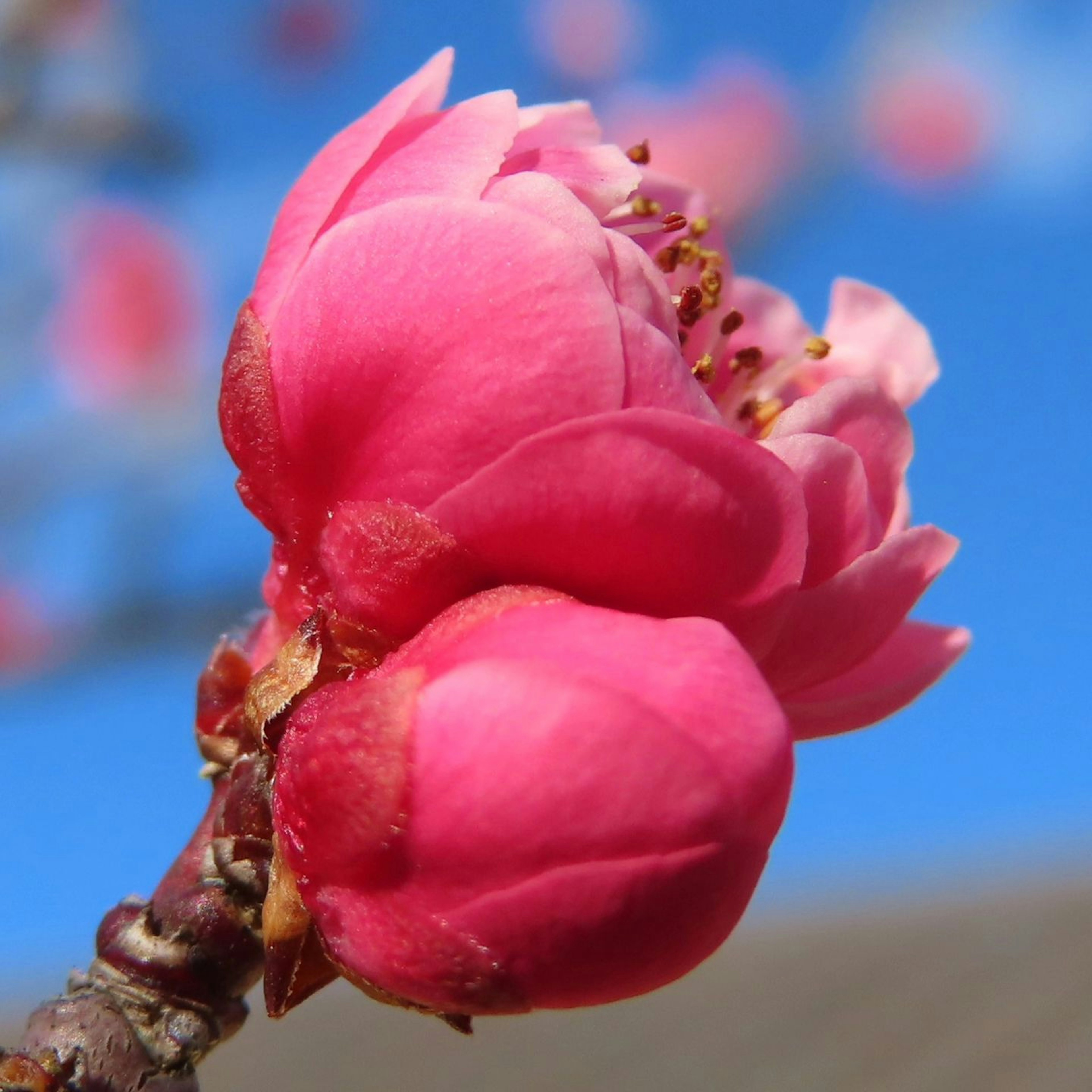 Vibrant pink flower blossoms against a blue sky background