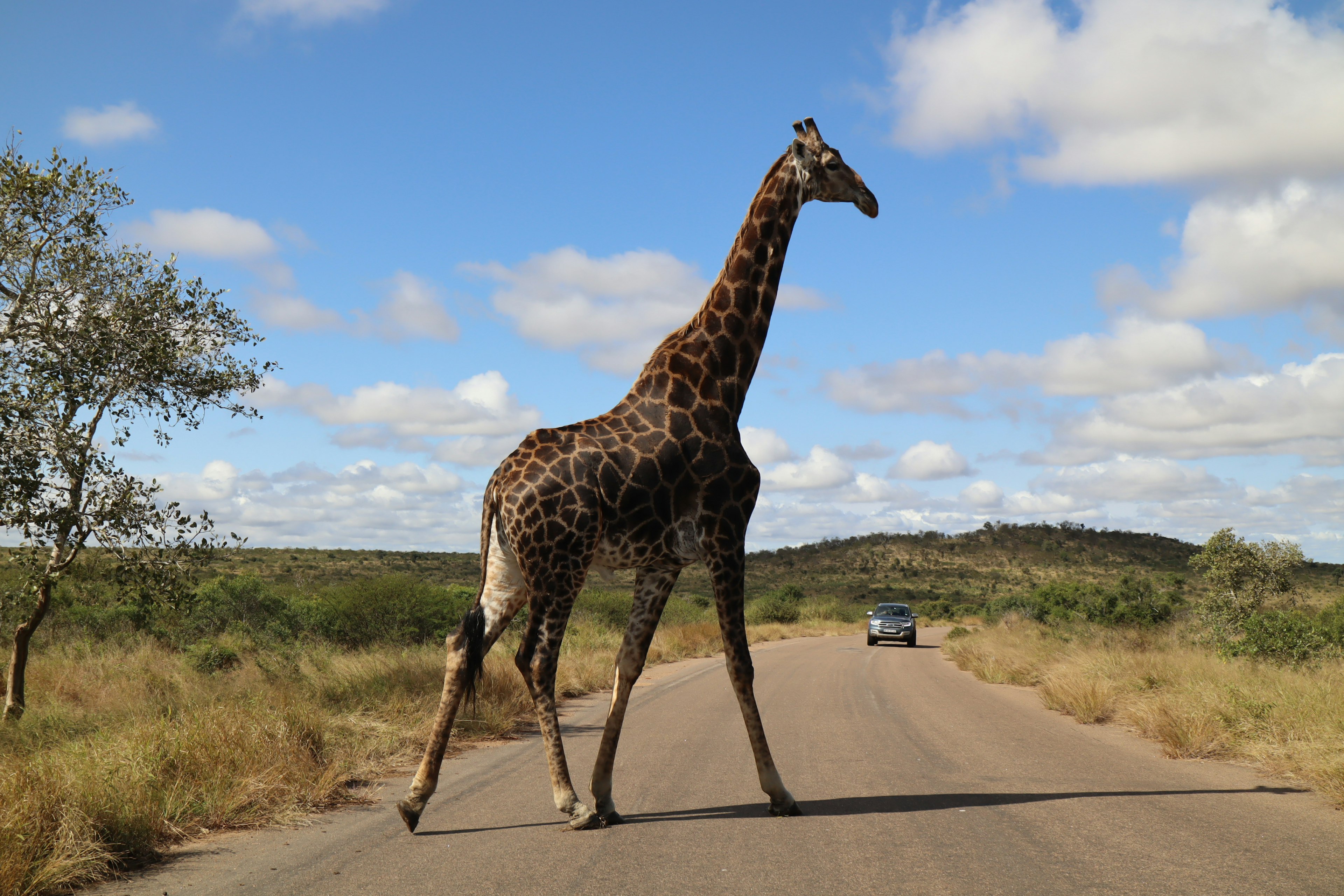 Eine Giraffe überquert eine Straße mit blauem Himmel und Grünflächen