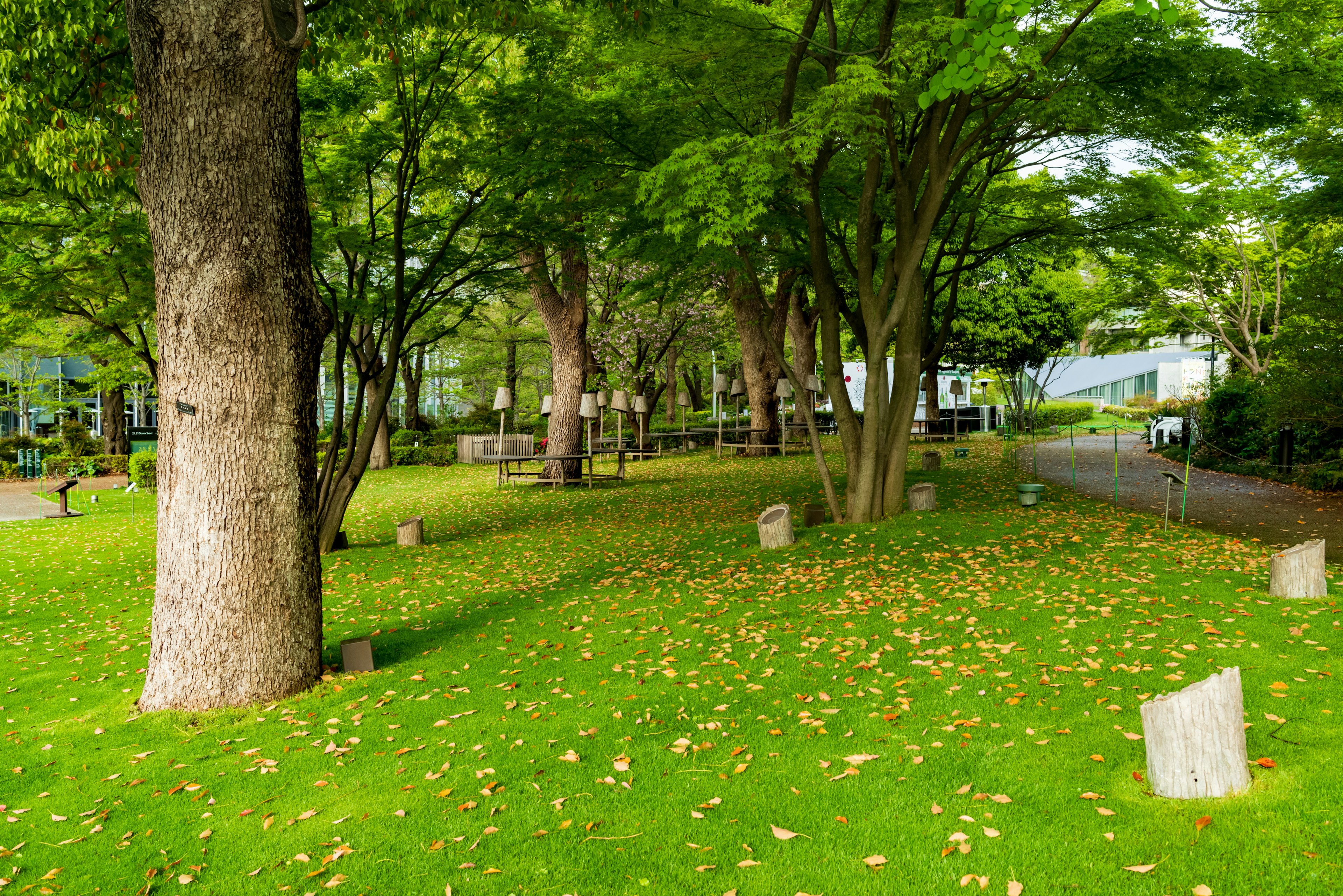 Pradera verde exuberante con hojas caídas y árboles