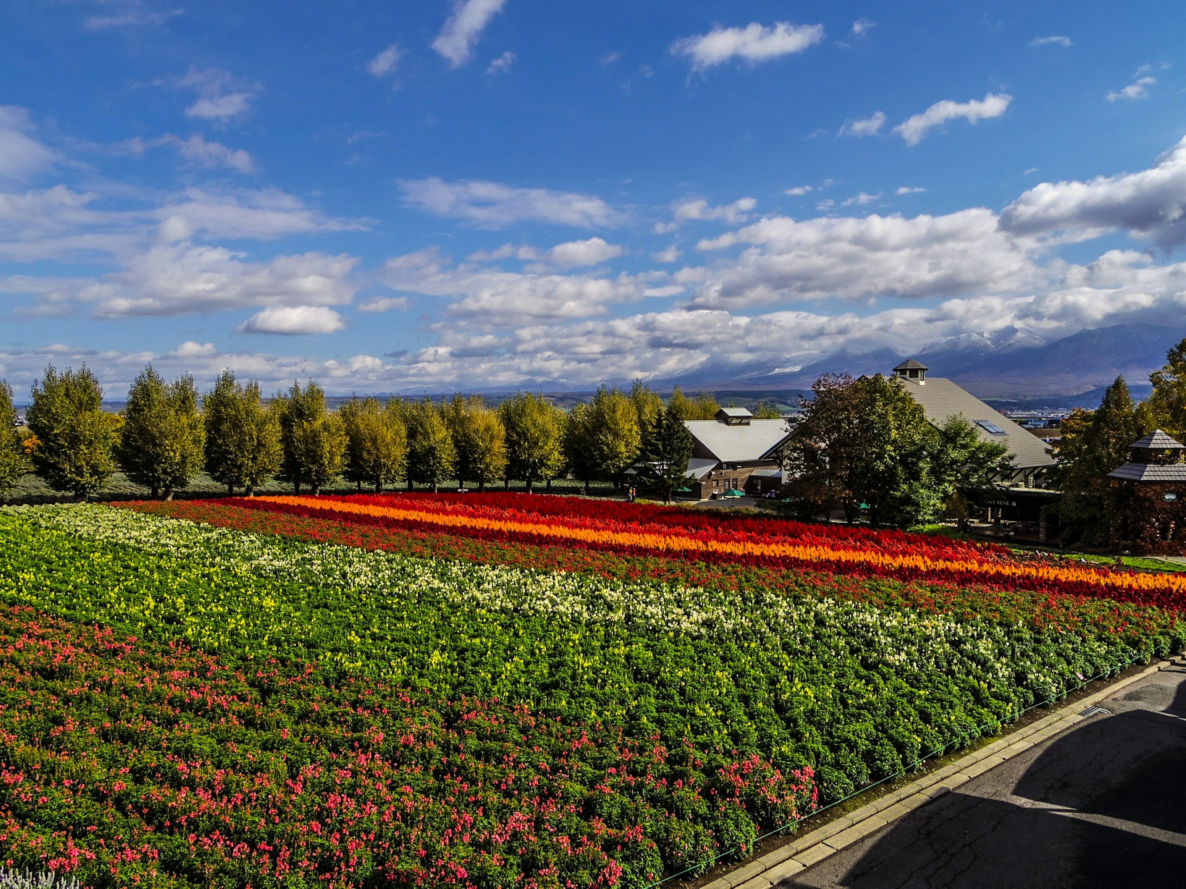 Champs de fleurs colorés sous un ciel bleu avec une maison en arrière-plan