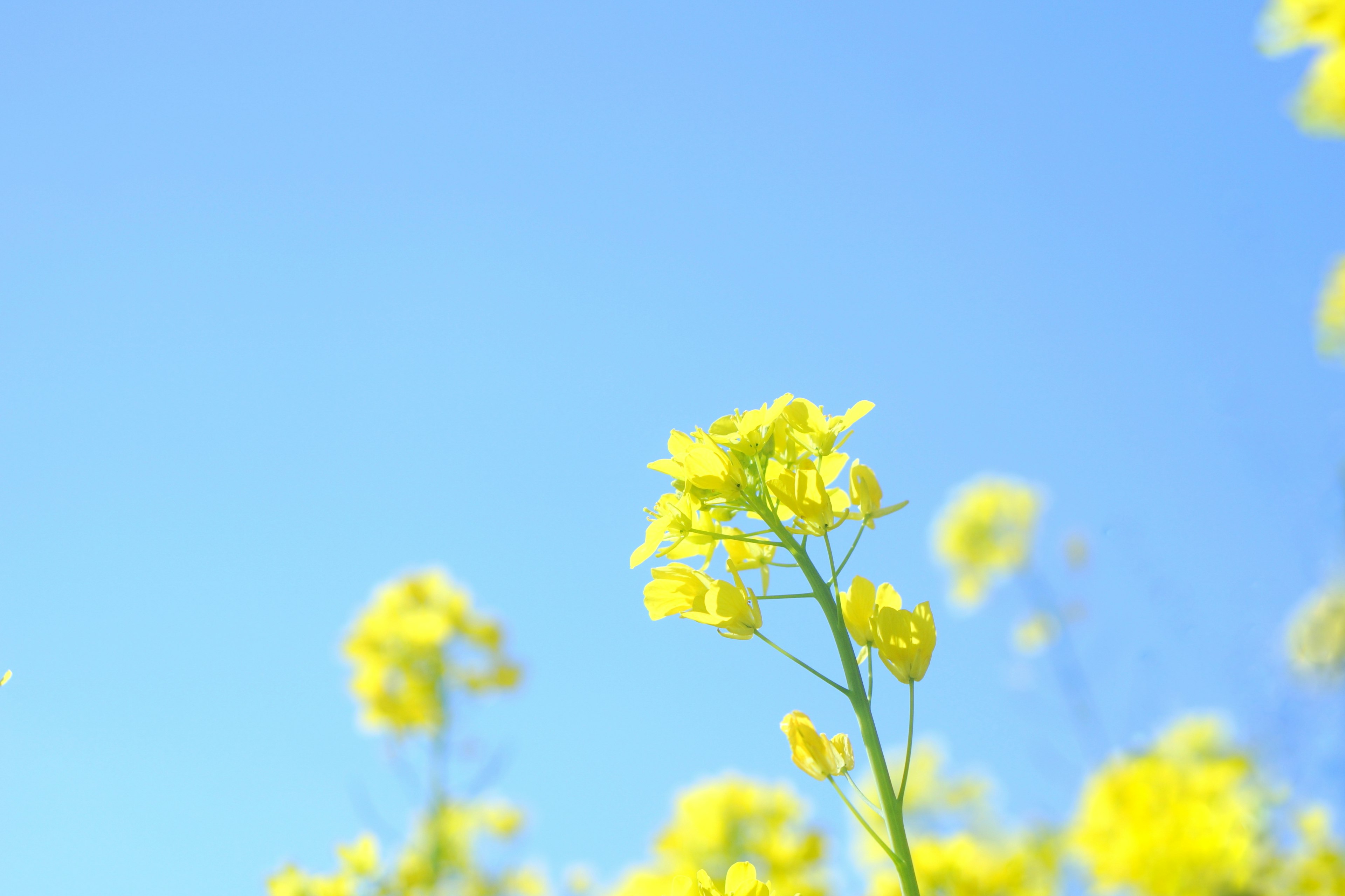 Close-up of yellow rapeseed flowers under a blue sky