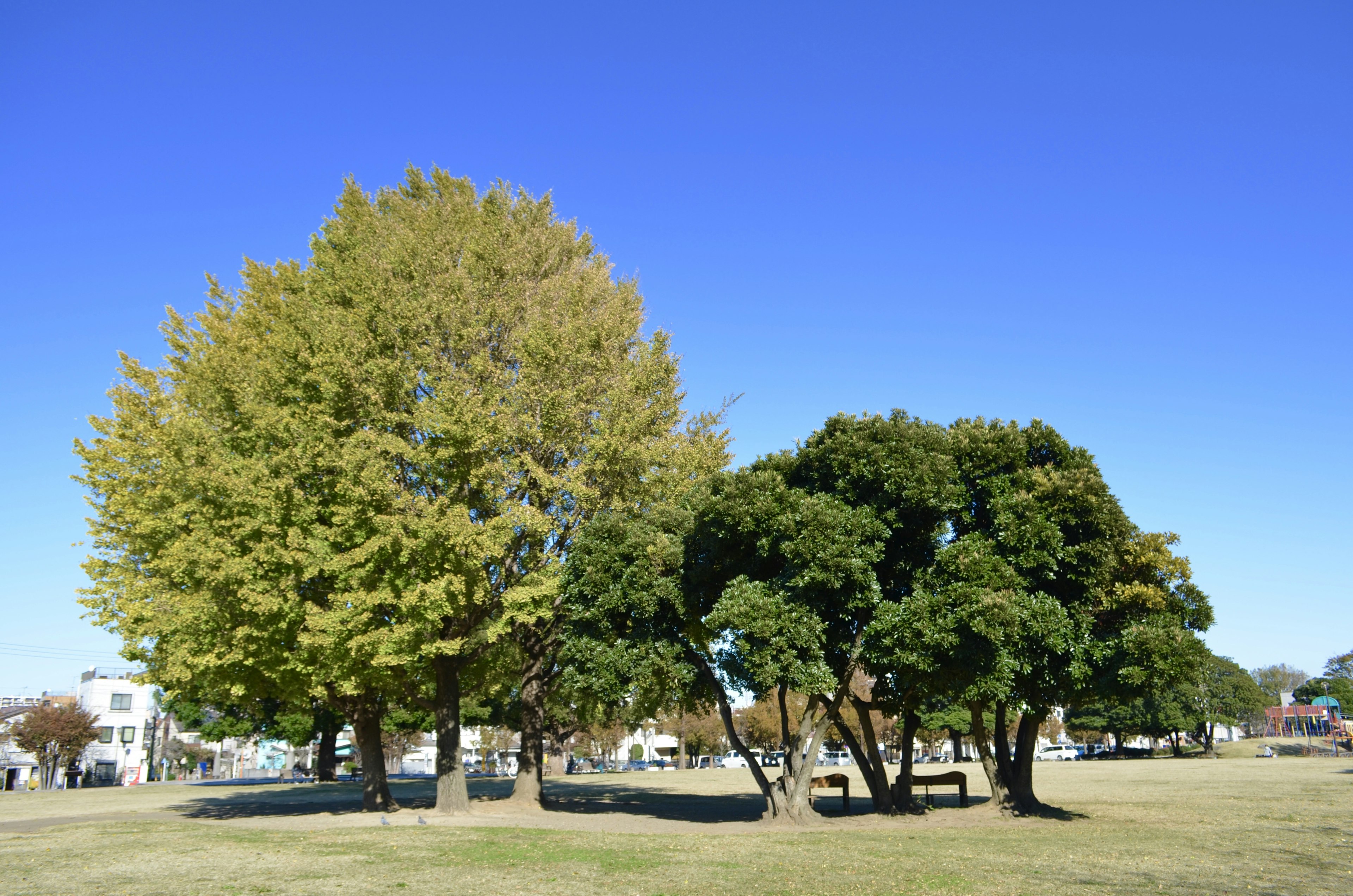 藍天之下的公園景色，有綠色樹木和一棵金色樹木