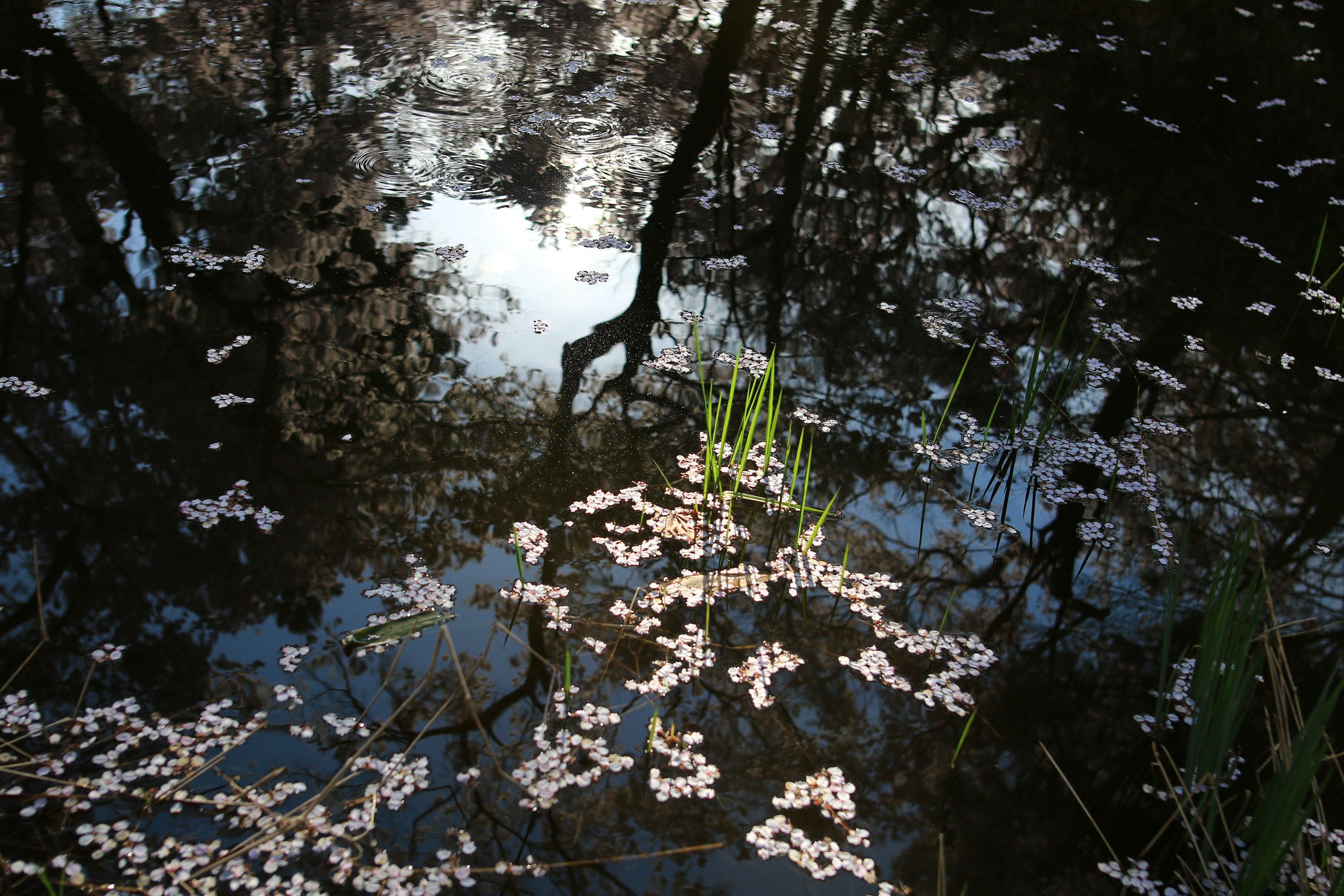 水面に浮かぶ桜の花びらと緑の草の反映