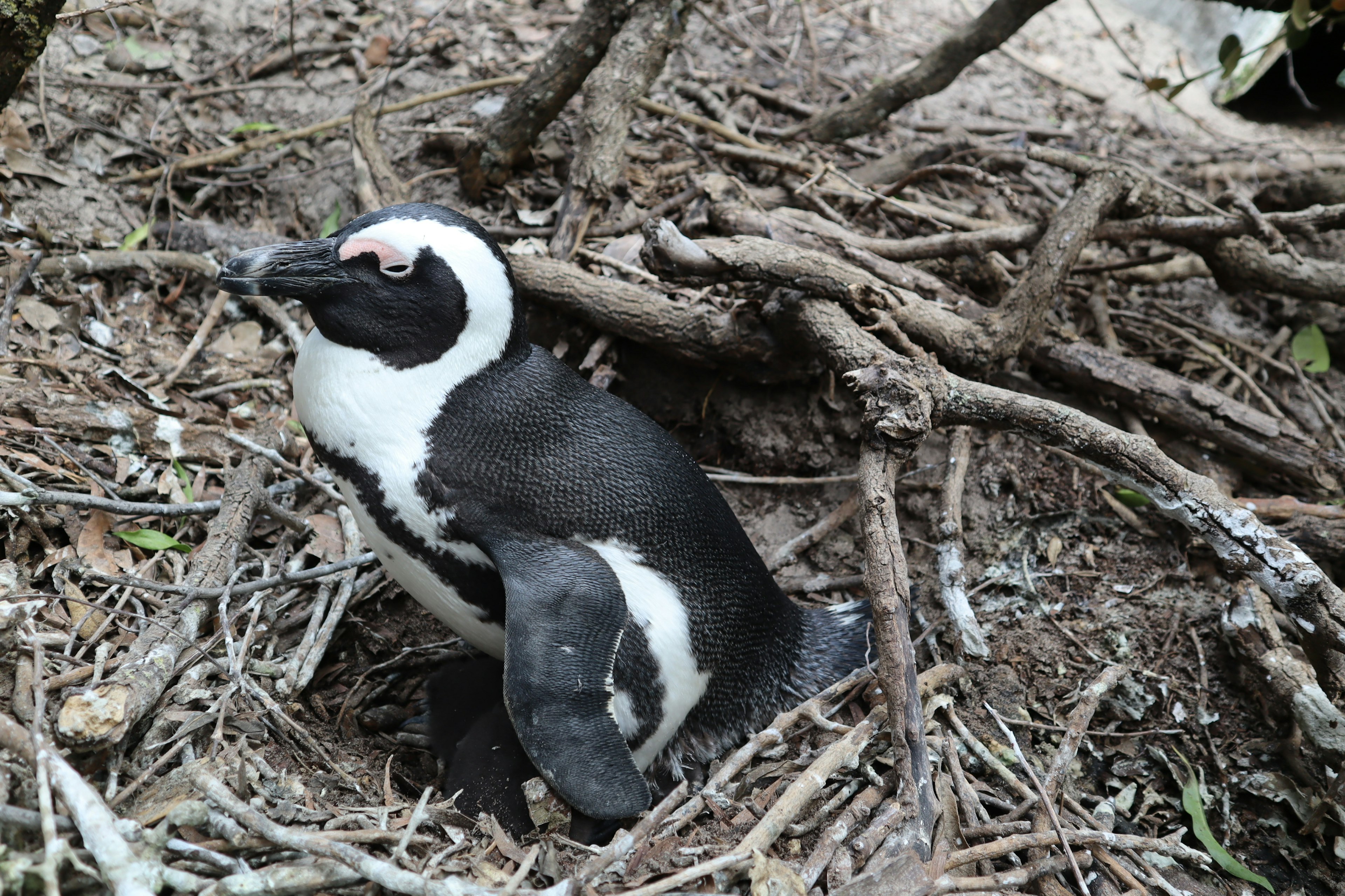 Penguin duduk di sarang di antara cabang-cabang