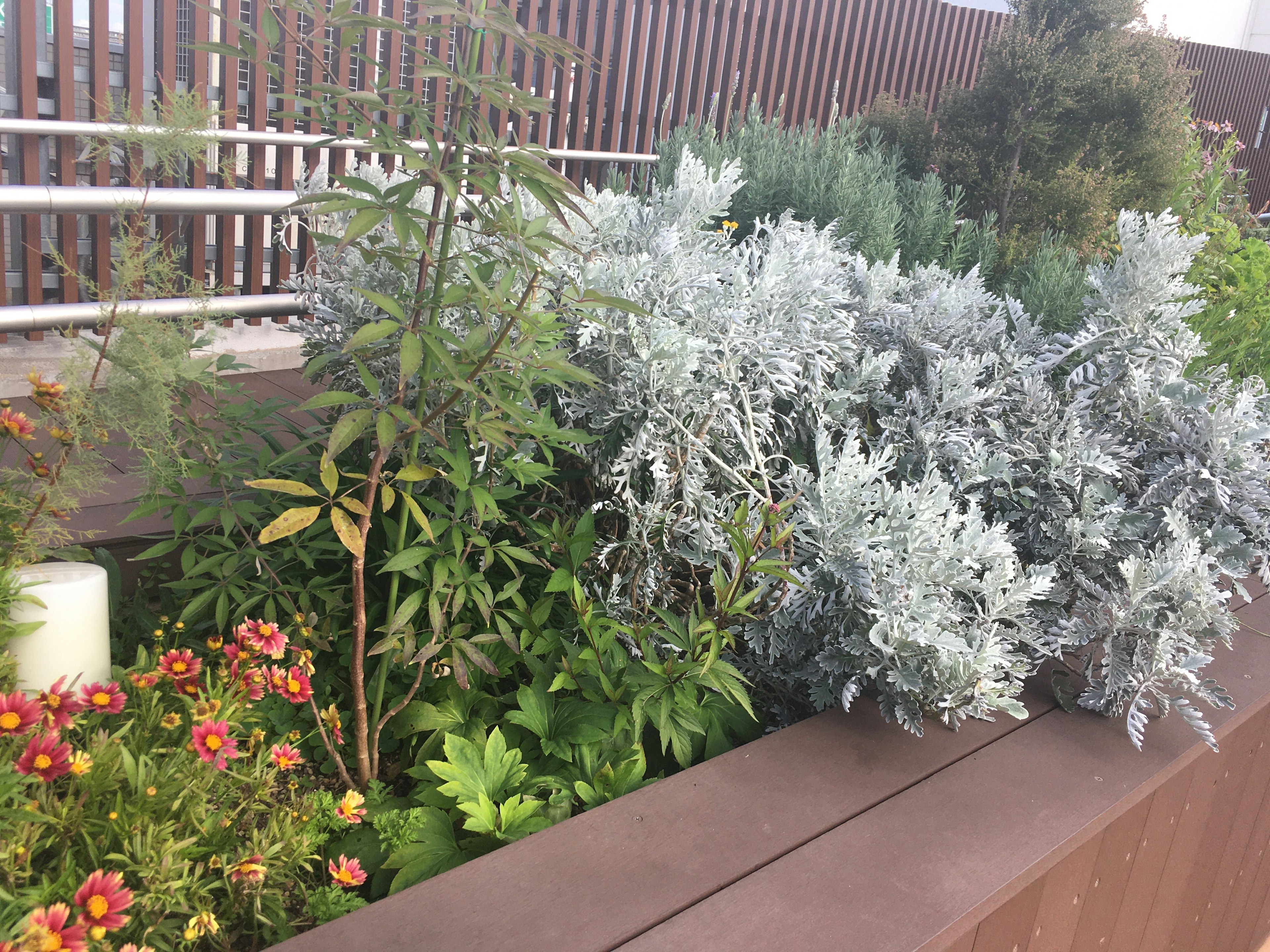 緑の植物と銀色の葉を持つ植物が混在する花壇