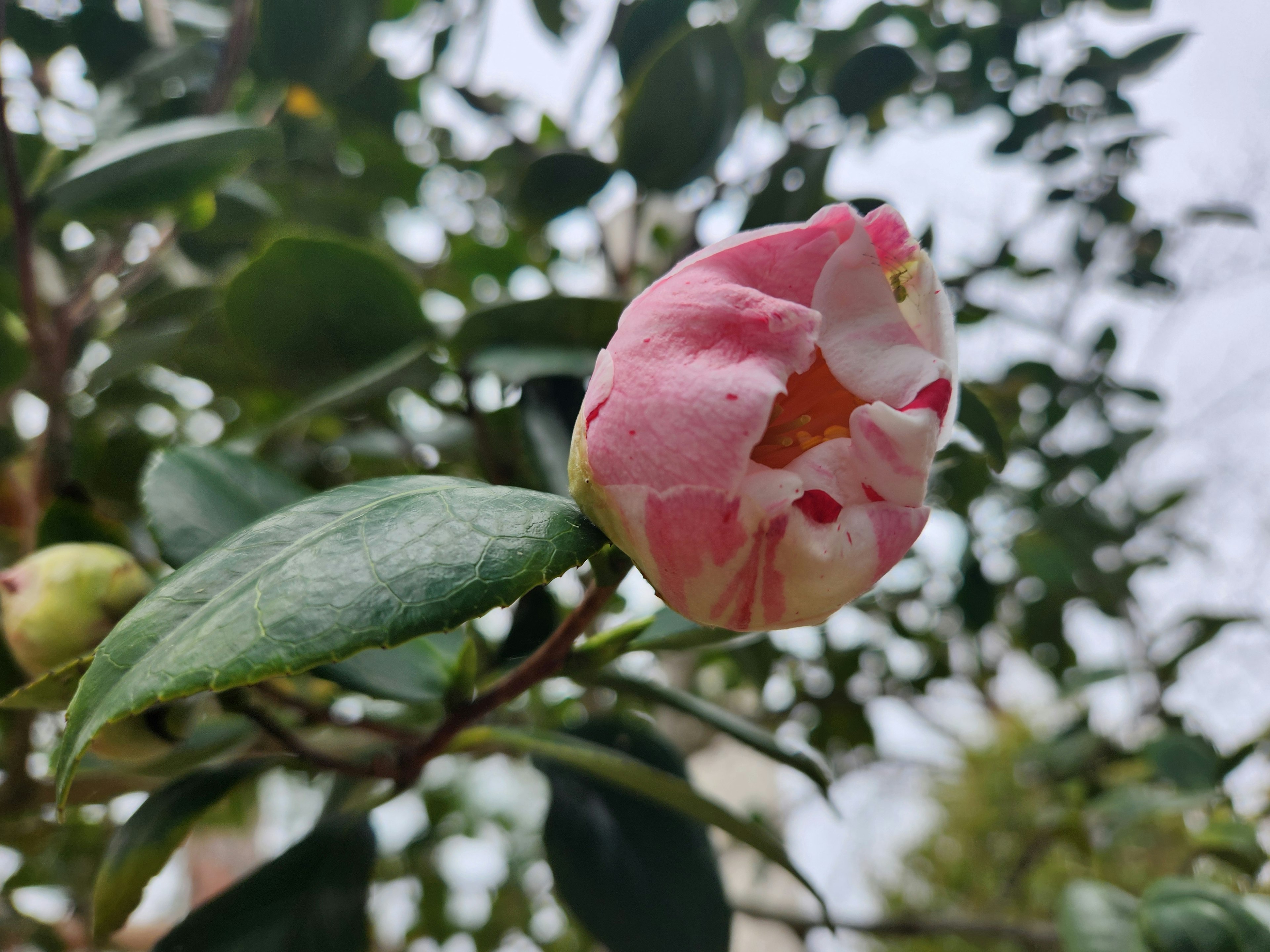 Un botón de flor rosa y blanco rodeado de hojas verdes