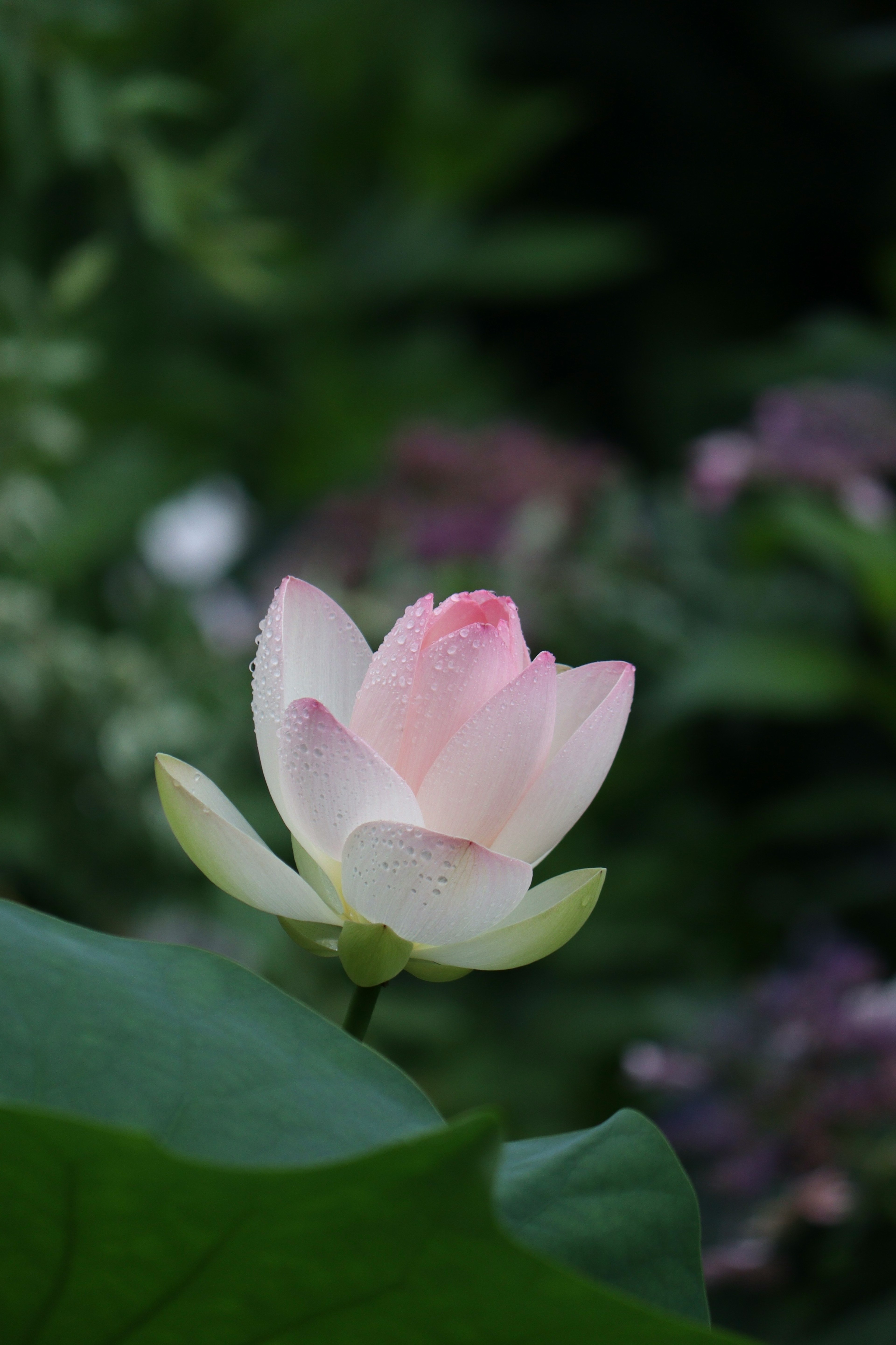 美しい蓮の花が緑の葉の上に咲いている