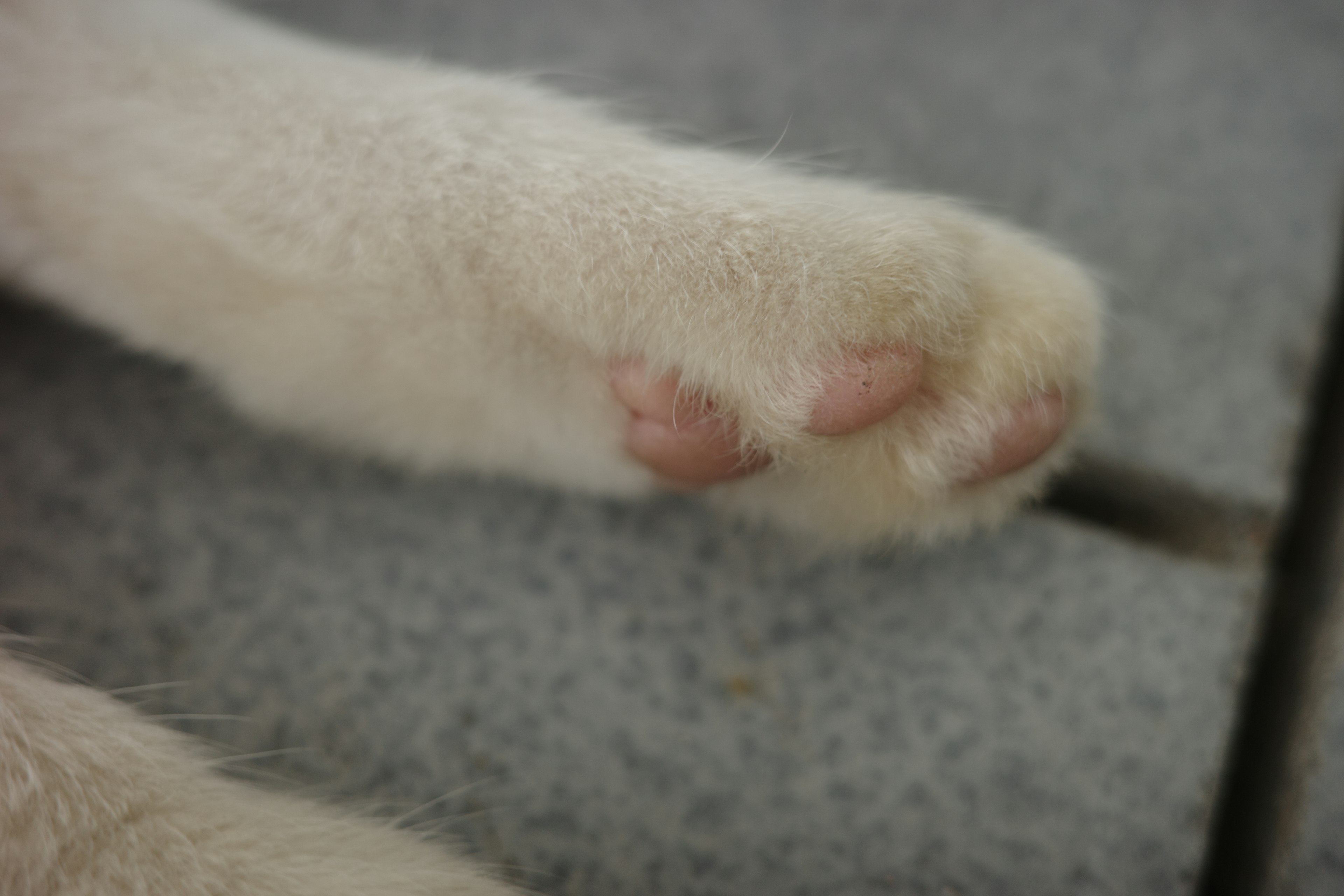 Acercamiento de la pata de un gato blanco con almohadillas rosas