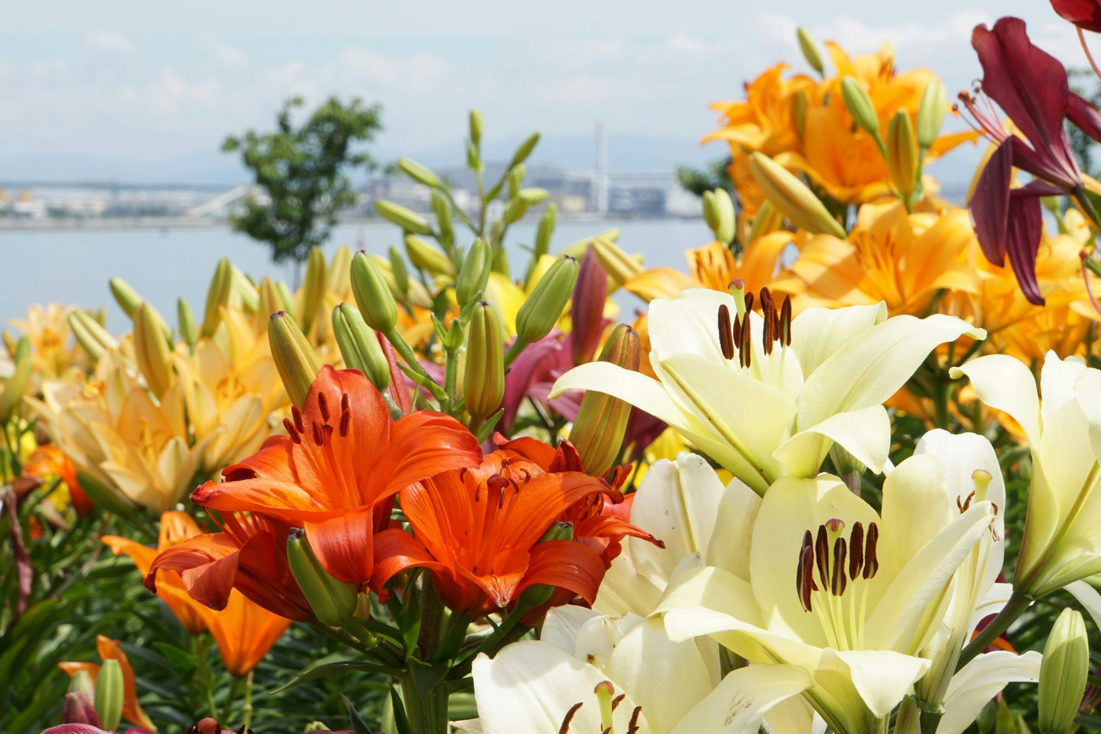 各種顏色的百合花展示 背景中有水域