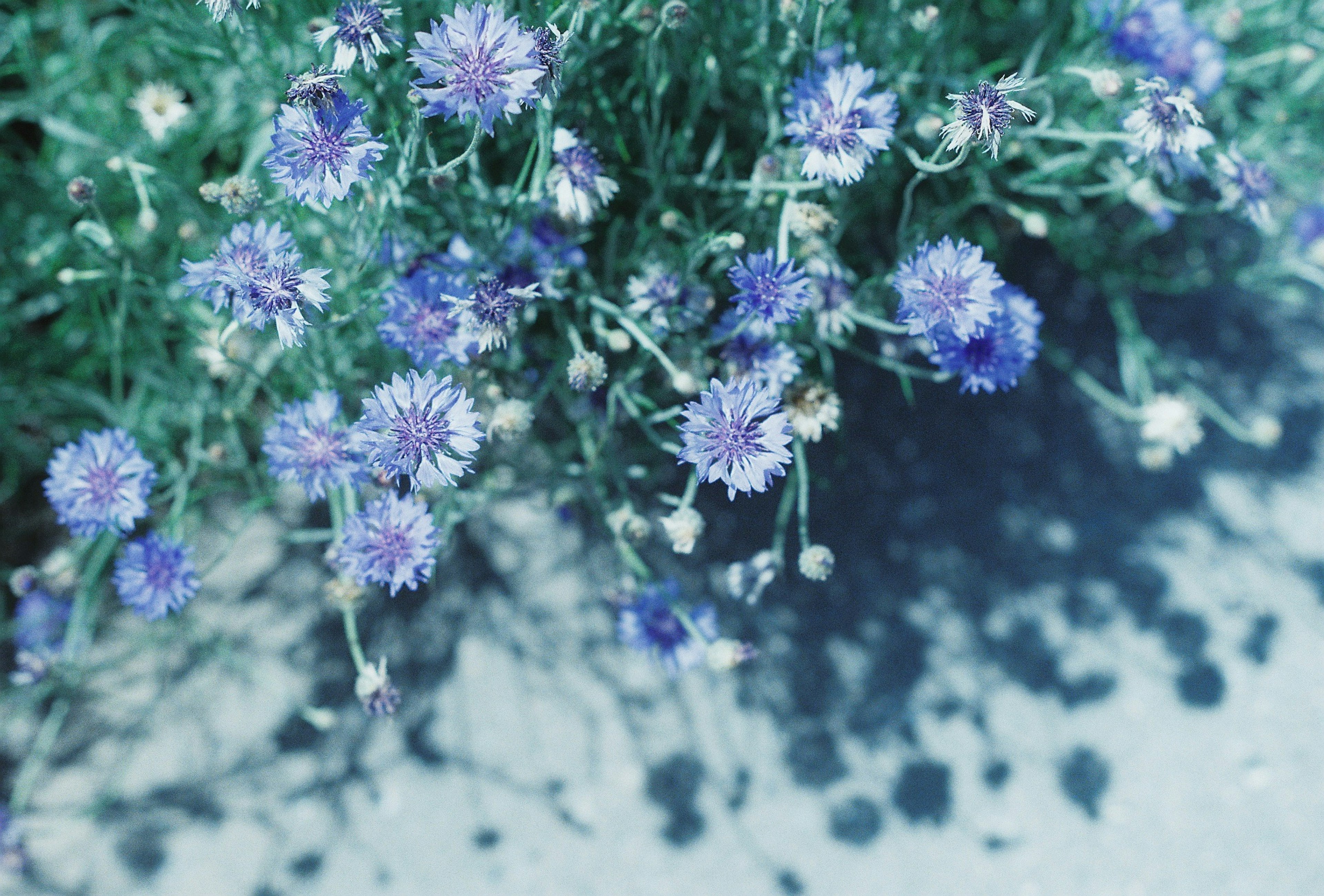 Nahaufnahme von Pflanzen mit blau-lila Blumen