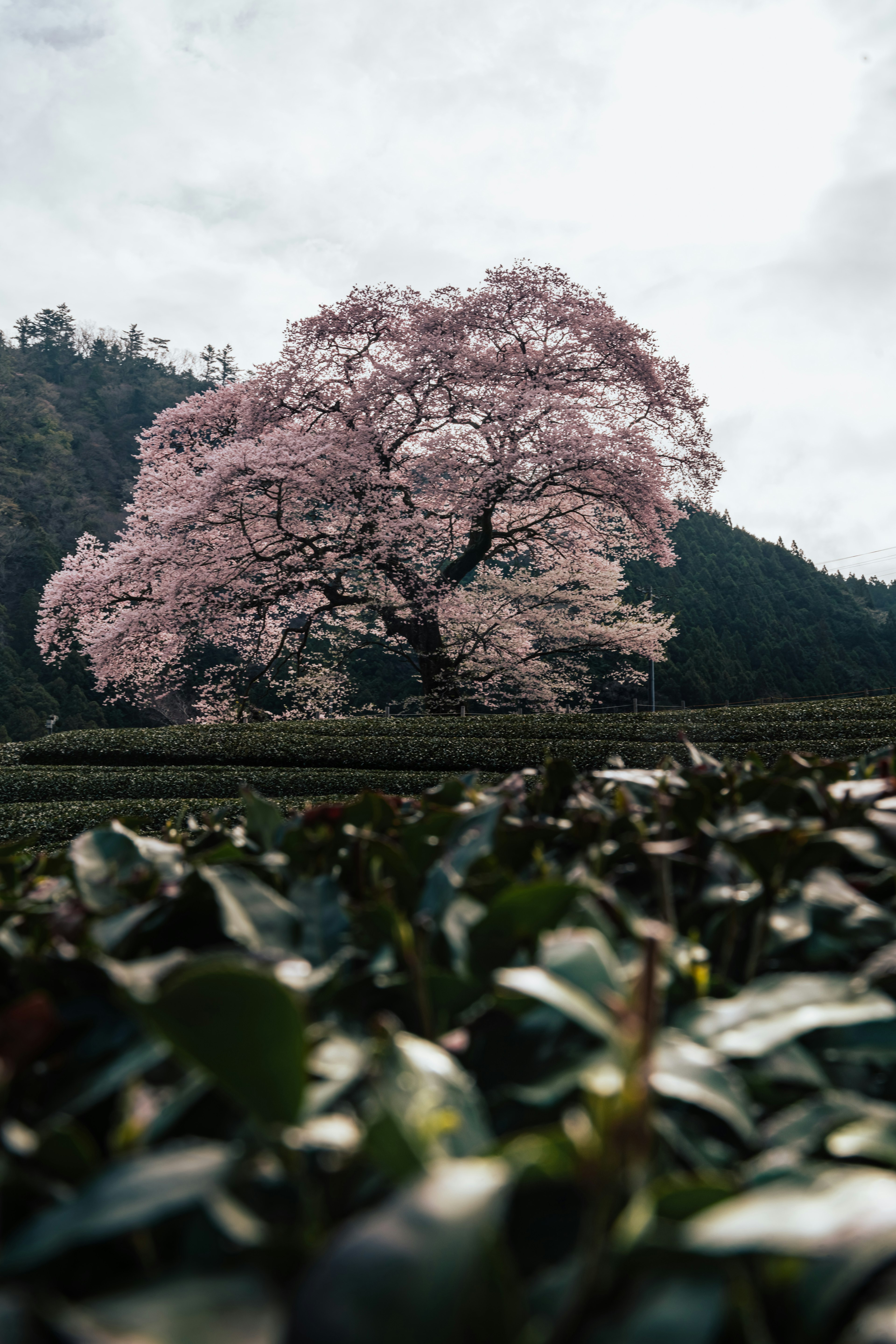 Sebuah pohon bunga sakura yang indah berdiri di tengah ladang teh