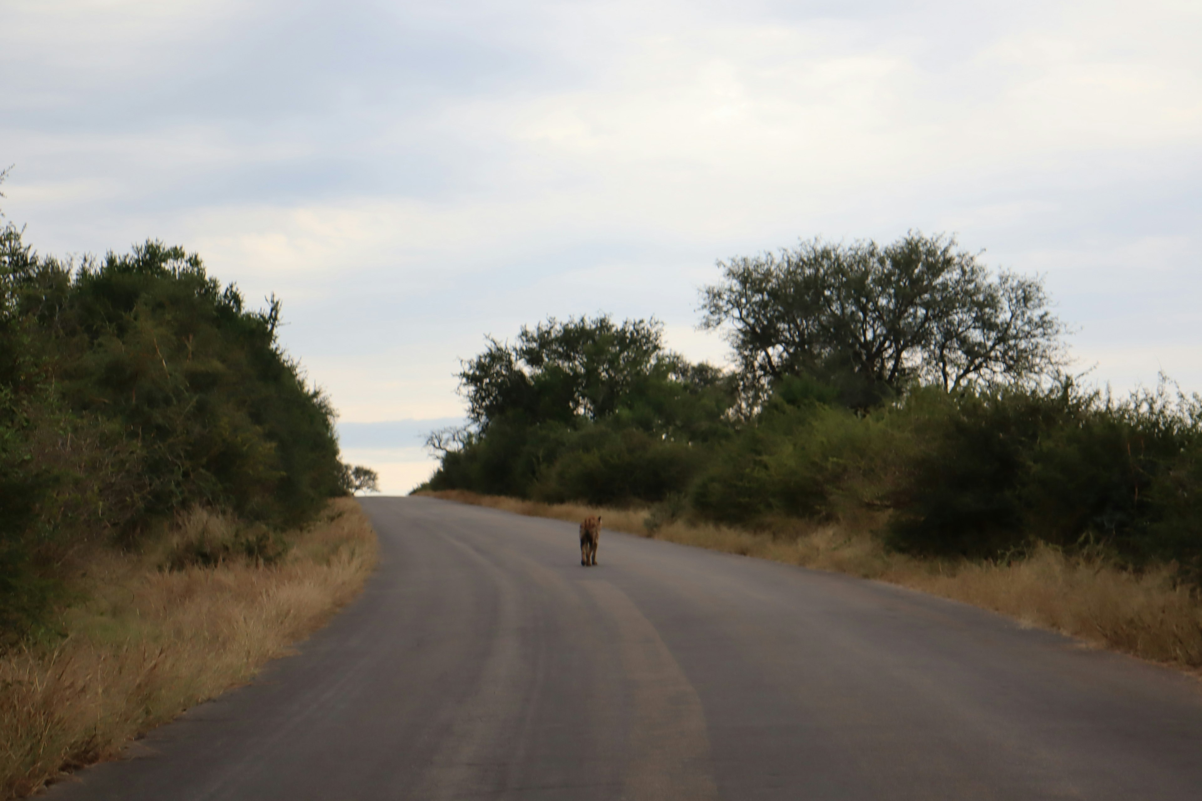 Cane in piedi su una strada tranquilla circondata da alberi