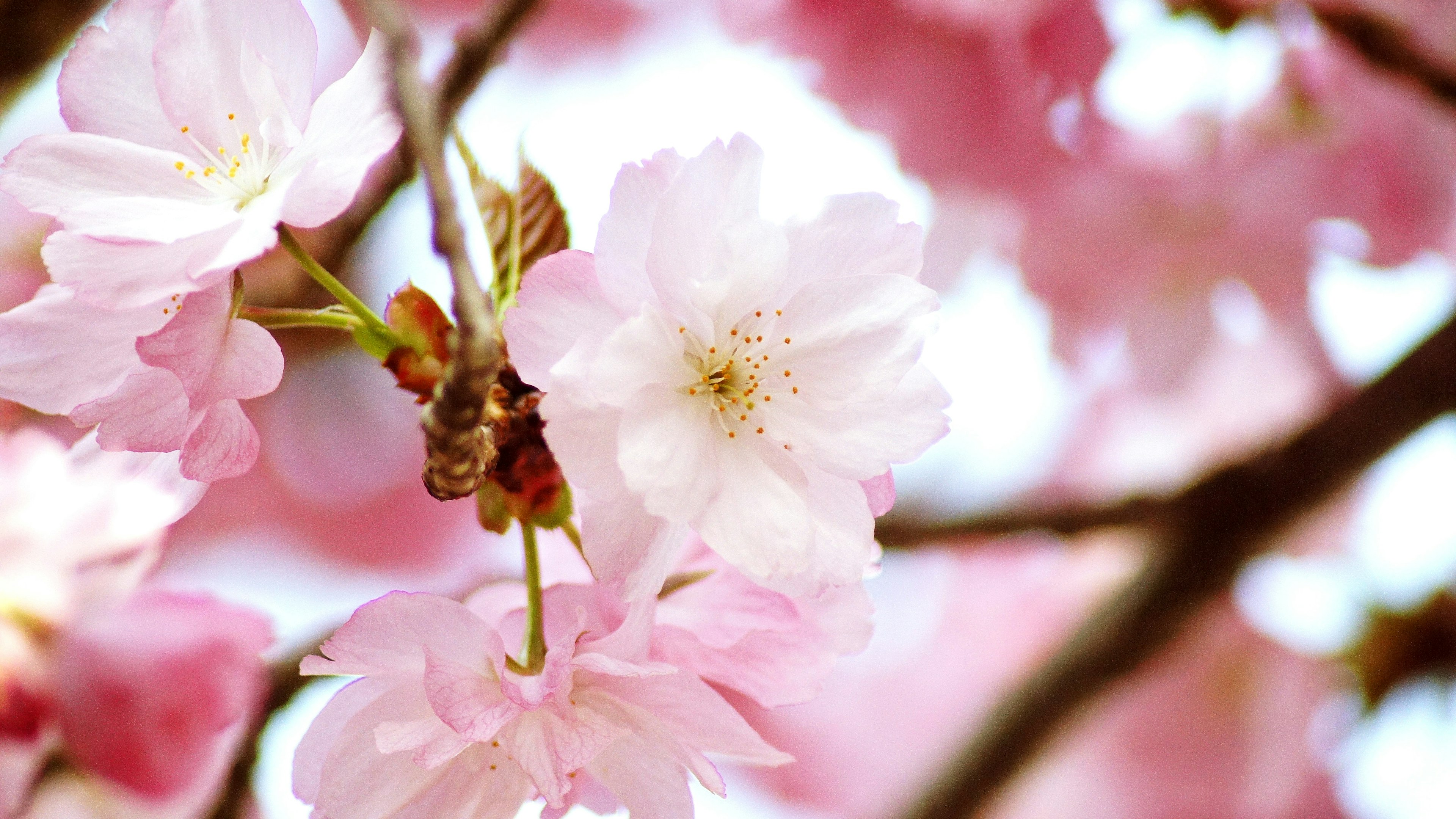 樱花特写，柔和的粉色花瓣在树枝上