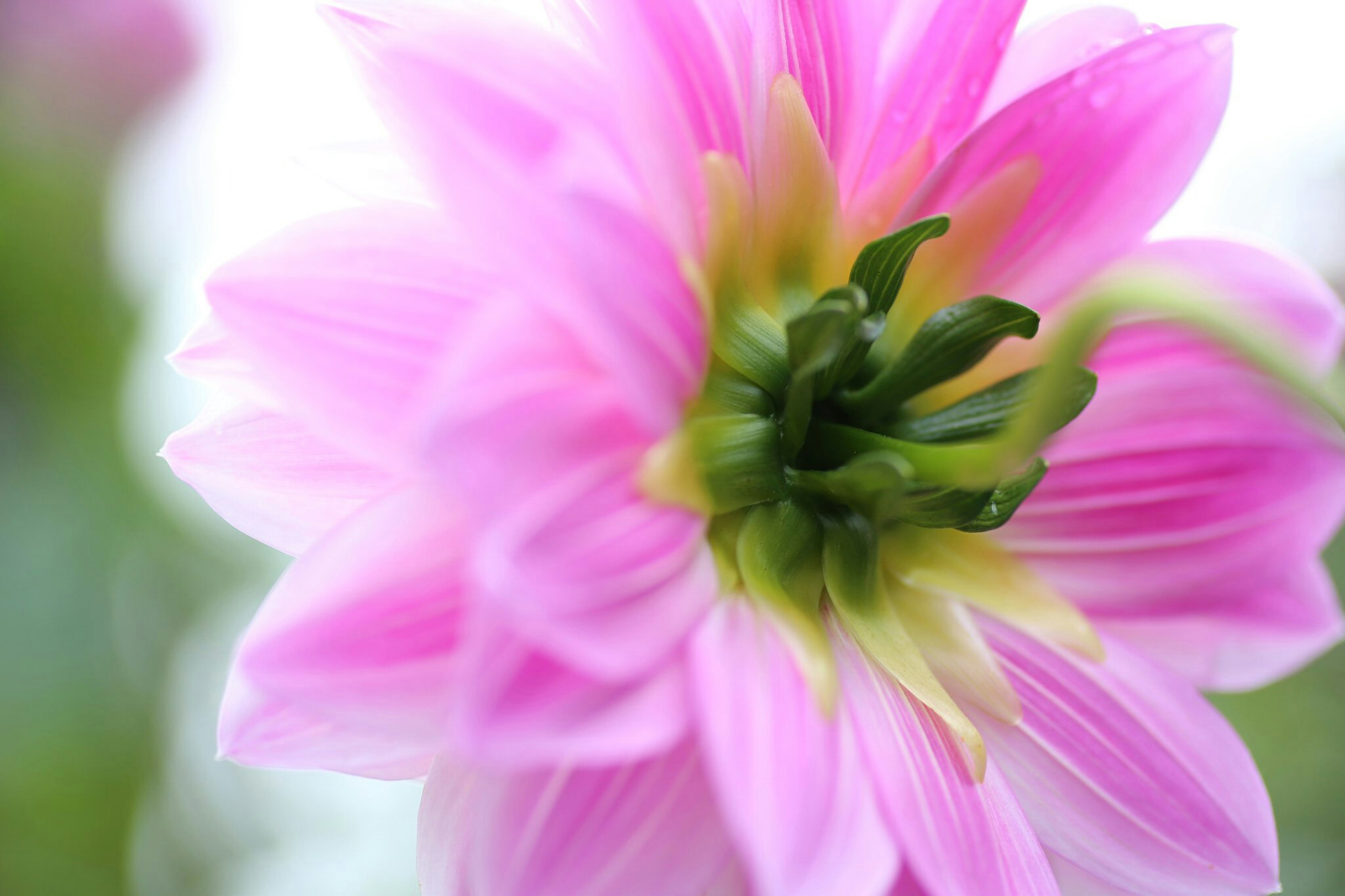 Nahaufnahme einer Dahlienblüte mit sanften rosa Blütenblättern