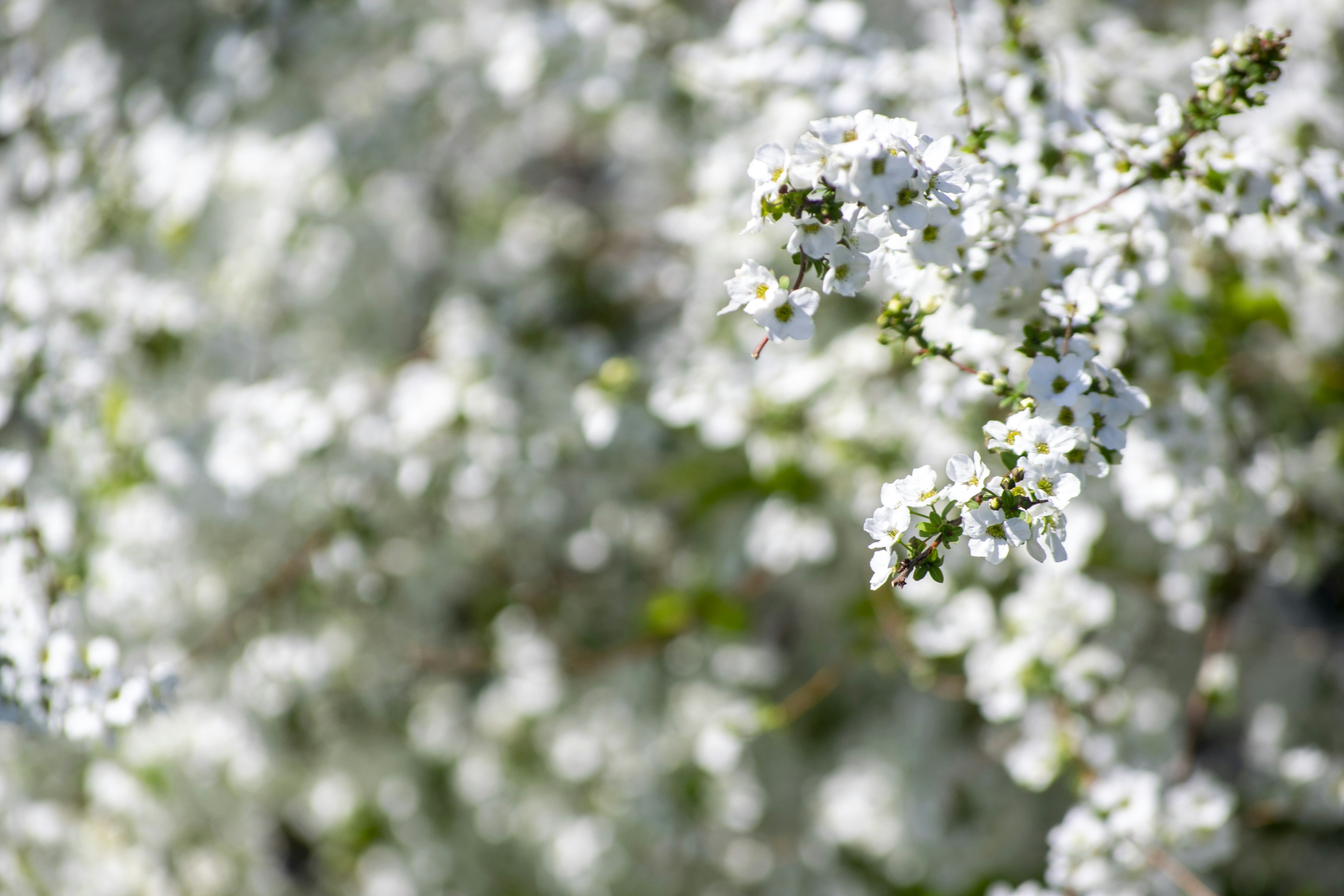 Blurred image of white flowers blooming in the background